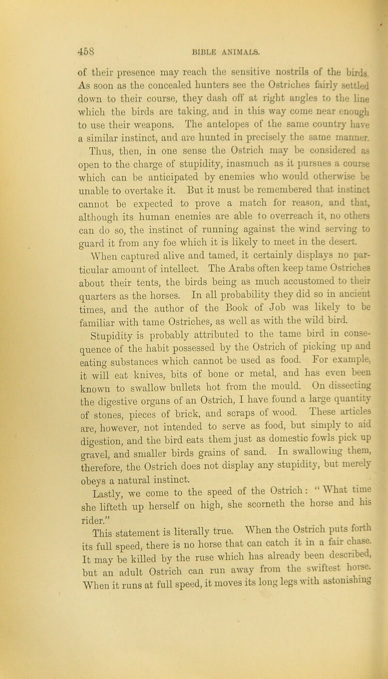 of their presence may reach the sensitive nostrils of the birds. As soon as the concealed hunters see the Ostriches fairly settled down to their course, they dasli off at right angles to the line which the birds are taking, and in this way come near enough to use their weapons. The antelopes of the same country have a similar instinct, and are hunted in precisely the same manner. Thus, then, in one sense the Ostrich may he considered as open to the charge of stupidity, inasmuch as it pursues a course which can be anticipated by enemies who would otherwise be unable to overtake it. But it must be remembered that instinct cannot be expected to prove a match for reason, and that, although its human enemies are able to overreach it, no others can do so, the instinct of running against the wind serving to guard it from any foe which it is likely to meet in the desert. When captured alive and tamed, it certainly displays no par- ticular amount of intellect. The Arabs often keep tame Ostriches about their tents, the birds being as much accustomed to their quarters as the horses. In all probability they did so in ancient times, and the author of the Book of Job was likely to be familiar with tame Ostriches, as well as with the wild bird. Stupidity is probably attributed to the tame bird in conse- quence of the habit possessed by the Ostrich of picking up and eating substances which cannot be used as food. For example, it will eat knives, bits of bone or metal, and has even been known to swallow bullets hot from the mould. On dissecting the digestive organs of an Ostrich, I have found a large quantity of stones, pieces of brick, and scraps of wood, lliese articles are, however, not intended to serve as food, but simply to aid digestion, and the bird eats them just as domestic fowls pick up gravel, and smaller birds grains of sand. In swallowing them, therefore, the Ostrich does not display any stupidity, but merely obeys a natural instinct. Lastly, we come to the speed of the Ostrich: “ What time she lifteth up herself on high, she scorneth the horse and his rider.” This statement is literally true. When the Ostrich puts forth its full speed, there is no horse that can catch it in a fair chase. It may be killed by the ruse which has already been described, but an adult Ostrich can run away from the swiftest home. When it runs at full speed, it moves its long legs with astonishing