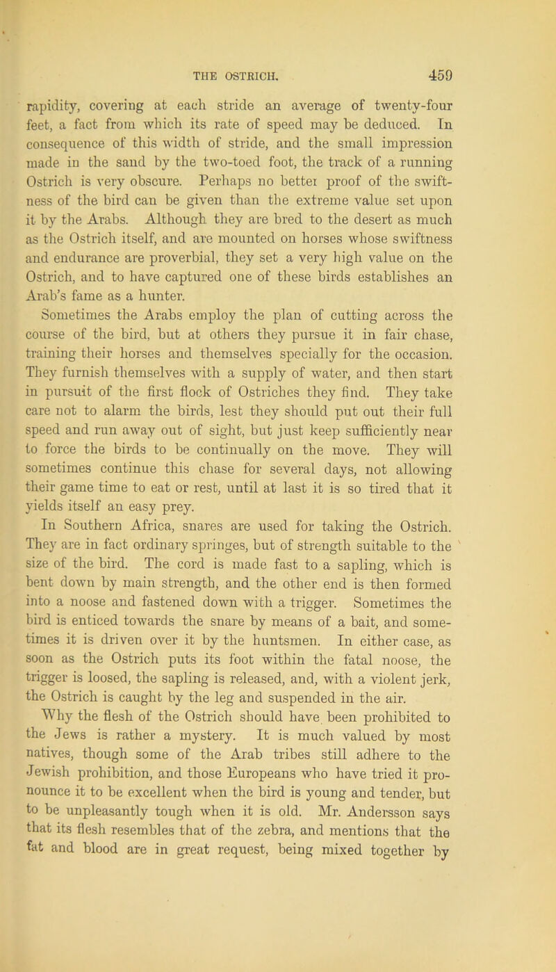 rapidity, covering at each stride an average of twenty-four feet, a fact from which its rate of speed may be deduced. In consequence of this width of stride, and the small impression made in the sand by the two-toed foot, the track of a running Ostrich is very obscure. Perhaps no better proof of the swift- ness of the bird can be given than the extreme value set upon it by the Arabs. Although they are bred to the desert as much as the Ostrich itself, and are mounted on horses whose swiftness and endurance are proverbial, they set a very high value on the Ostrich, and to have captured one of these birds establishes an Arab’s fame as a hunter. Sometimes the Arabs employ the plan of cutting across the course of the bird, hut at others they pursue it in fair chase, training their horses and themselves specially for the occasion. They furnish themselves with a supply of water, and then start in pursuit of the first flock of Ostriches they find. They take care not to alarm the birds, lest they should put out their full speed and run away out of sight, but just keep sufficiently near to force the birds to be continually on the move. They will sometimes continue this chase for several days, not allowing their game time to eat or rest, until at last it is so tired that it yields itself an easy prey. In Southern Africa, snares are used for taking the Ostrich. They are in fact ordinary springes, but of strength suitable to the size of the bird. The cord is made fast to a sapling, which is bent down by main strength, and the other end is then formed into a noose and fastened down with a trigger. Sometimes the bird is enticed towards the snare by means of a bait, and some- times it is driven over it by the huntsmen. In either case, as soon as the Ostrich puts its foot within the fatal noose, the trigger is loosed, the sapling is released, and, with a violent jerk, the Ostrich is caught by the leg and suspended in the air. Why the flesh of the Ostrich should have been prohibited to the Jews is rather a mystery. It is much valued by most natives, though some of the Arab tribes still adhere to the Jewish prohibition, and those Europeans who have tried it pro- nounce it to be excellent when the bird is young and tender, but to be unpleasantly tough when it is old. Mr. Andersson says that its flesh resembles that of the zebra, and mentions that the fat and blood are in great request, being mixed together by