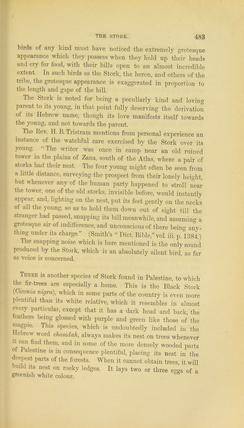 birds of any kind must have noticed the extremely grotesque appearance which they possess when they hold up their heads and cry for food, with their bills open to an almost incredible extent. In such birds as the Stork, the heron, and others of the tribe, the grotesque appearance is exaggerated in proportion to the length and gape of the bill. The Stork is noted for being a peculiarly kind and loving parent to its young, in that point fully deserving the derivation of its Hebrew name, though its love manifests itself towards the young, and not towards the parent. The Rev. H. B. Tristram mentions from personal experience an instance of the watchful care exercised by the Stork over its young. The writer was once in camp near an old ruined tower in the plains of Zana, south of the Atlas, where a pair of storks had their nest. The four young might often be seen from a little distance, surveying the prospect from their lonely height, but whenever any of the human party happened to stroll near the tower, one of the old storks, invisible before, would instantly appear, and, lighting on the nest, put its feet gently on the necks of all the young, so as to hold them down out of sight till the stranger had passed, snapping its bill meanwhile, and assuming a grotesque air of indifference, and unconscious of there being any- thing under its charge.” (Smith’s “ Diet. Bible,” vol. iii. p. 1384.) The snapping noise which is here mentioned is the only sound produced by the Stork, which is an absolutely silent bird, as far as voice is concerned. There is another species of Stork found in Palestine, to which the fir-trees are especially a home. This is the Black Stork (Cicorna nigra), which in some parts of the country is even more plentiful than its white relative, which it resembles in almost every particular, except that it has a dark head and back, the feathers being glossed with purple and green like those of the magpie. This species, which is undoubtedly included in the Hebrew word chasidah, always makes its nest on trees whenever it can find them, and in some of the more densely wooded parts of Palestine is in consequence plentiful, placing its nest in the deepest parts of the forests. When it cannot obtain trees, it will juild its nest on rooky ledges. It lays two or three eggs of a greenish white colour.