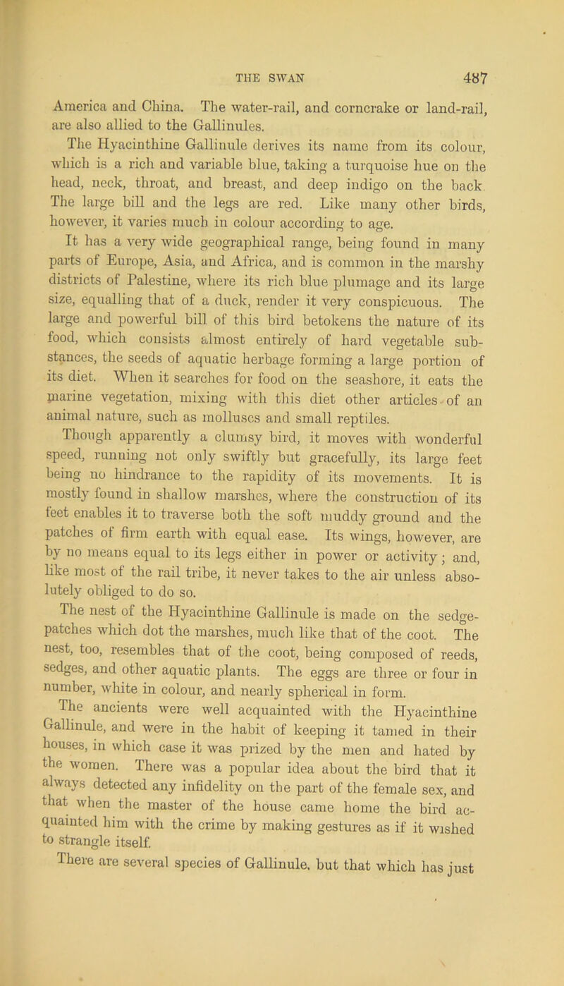 America and China. The water-rail, and corncrake or land-rail, are also allied to the Gallinules. The Hyacinthine Gallinule derives its name from its colour, which is a rich and variable blue, taking a turquoise hue on the head, neck, throat, and breast, and deep indigo on the back The large bill and the legs are red. Like many other birds, however, it varies much in colour according to age. It has a very wide geographical range, being found in many parts of Europe, Asia, and Africa, and is common in the marshy districts of Palestine, where its rich blue plumage and its large size, equalling that of a duck, render it very conspicuous. The large and powerful bill of this bird betokens the nature of its food, which consists almost entirely of hard vegetable sub- stances, the seeds of aquatic herbage forming a large portion of its diet. When it searches for food on the seashore, it eats the piarine vegetation, mixing with this diet other articles of an animal nature, such as molluscs and small reptiles. Though apparently a clumsy bird, it moves with wonderful speed, running not only swiftly but gracefully, its large feet being no hindrance to the rapidity of its movements. It is mostly found in shallow marshes, where the construction of its teet enables it to traverse both the soft muddy ground and the patches ot firm earth with equal ease. Its wings, however, are by no means equal to its legs either in power or activity; and, like mo^t of the rail tribe, it never takes to the air unless abso- lutely obliged to do so. The nest of the Hyacinthine Gallinule is made on the sedge- patches which dot the marshes, much like that of the coot. The nest, too, resembles that of the coot, being composed of reeds, sedges, and other aquatic plants. The eggs are three or four in number, white in colour, and nearly spherical in form. The ancients were well acquainted with the Hyacinthine Gallinule, and were in the habit of keeping it tamed in their houses, in which case it was prized by the men and hated by the women. There was a popular idea about the bird that it always detected any infidelity on the part of the female sex, and that when the master of the house came home the bird ac- quainted him with the crime by making gestures as if it wished to strangle itself. There are several species of Gallinule, but that which has just