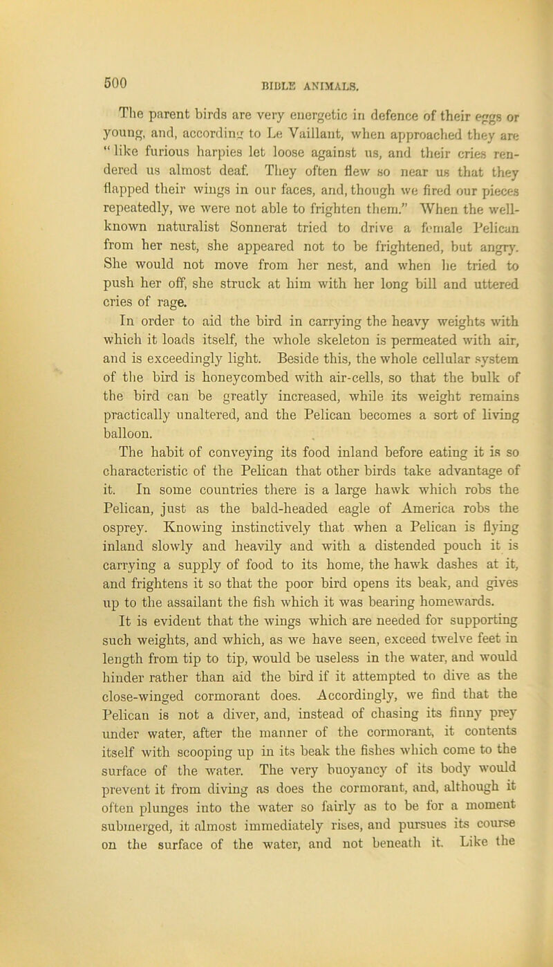 The parent birds are very energetic in defence of their eggs or young, and, according to Le Vaillant, when approached they are “ like furious harpies let loose against us, and their cries ren- dered us almost deaf. They often hew so near us that they happed their wings in our faces, and, though we fired our pieces repeatedly, we were not able to frighten them.” When the well- known naturalist Sonnerat tried to drive a female Pelican from her nest, she appeared not to be frightened, but angry. She would not move from her nest, and when he tried to push her off, she struck at him with her long bill and uttered cries of rage. In order to aid the bird in carrying the heavy weights with which it loads itself, the whole skeleton is permeated with air, and is exceedingly light. Beside this, the whole cellular system of the bird is honeycombed with air-cells, so that the bulk of the bird can be greatly increased, while its weight remains practically unaltered, and the Pelican becomes a sort of living balloon. The habit of conveying its food inland before eating it is so characteristic of the Pelican that other birds take advantage of it. In some countries there is a large hawk which robs the Pelican, just as the bald-headed eagle of America robs the osprey. Knowing instinctively that when a Pelican is flying inland slowly and heavily and with a distended pouch it is carrying a supply of food to its home, the hawk dashes at it, and frightens it so that the poor bird opens its beak, and gives up to the assailant the fish which it was bearing homewards. It is evident that the wings which are needed for supporting such weights, and which, as we have seen, exceed twelve feet in length from tip to tip, would be useless in the water, and would hinder rather than aid the bird if it attempted to dive as the close-winged cormorant does. Accordingly, we find that the Pelican is not a diver, and, instead of chasing its finny prey under water, after the manner of the cormorant, it contents itself with scooping up in its beak the fishes which come to the surface of the water. The very buoyancy of its body would prevent it from diving as does the cormorant, and, although it often plunges into the water so fairly as to be for a moment submerged, it almost immediately rises, and pursues its course on the surface of the water, and not beneath it. Like the