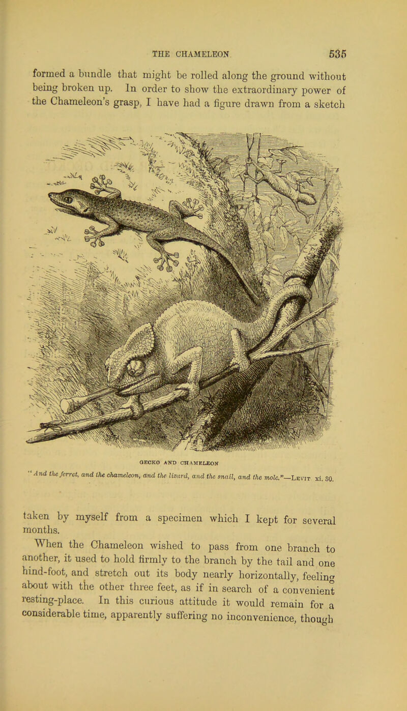 formed a bundle that might be rolled along the ground without being broken up. In order to show the extraordinary power of the Chameleon’s grasp, I have had a figure drawn from a sketch GECKO AND CHAMELEON And the ferret, and the chameleon, and the lizard, and the snail, and the mole.—Levit xi. so. taken by myself from a specimen which I kept for several months. When the Chameleon wished to pass from one branch to another, it used to hold firmly to the branch by the tail and one hind-foot, and stretch out its body nearly horizontally, feelin« about with the other three feet, as if in search of a convenient resting-place. In this curious attitude it would remain for a considerable time, apparently suffering no inconvenience, though