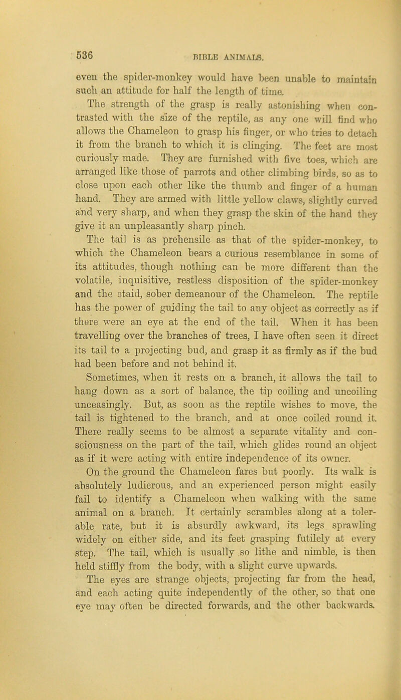 even the spider-monkey would have been unable to maintain such an attitude for half the length of time. The strength of the grasp is really astonishing when con- trasted with the size of the reptile, as any one will find who allows the Chameleon to grasp his finger, or who tries to detach it from the branch to which it is clinging. The feet are most curiously made. They are furnished with five toes, which are arranged like those of parrots and other climbing birds, so as to close upon each other like the thumb and finger of a human hand. They are armed with little yellow claws, slightly curved and very sharp, and when they grasp the skin of the hand they give it an unpleasantly sharp pinch. The tail is as prehensile as that of the spider-monkey, to which the Chameleon bears a curious resemblance in some of its attitudes, though nothing can be more different than the volatile, inquisitive, restless disposition of the spider-monkey and the staid, sober demeanour of the Chameleon. The reptile has the power of guiding the tail to any object as correctly as if there were an eye at the end of the tail. When it has been travelling over the branches of trees, I have often seen it direct its tail to a projecting bud, and grasp it as firmly as if the bud had been before and not behind it. Sometimes, when it rests on a branch, it allows the tail to hang down as a sort of balance, the tip coiling and uncoiling unceasingly. But, as soon as the reptile wishes to move, the tail is tightened to the branch, and at once coiled round it. There really seems to be almost a separate vitality and con- sciousness on the part of the tail, which glides round an object as if it were acting with entire independence of its owner. On the ground the Chameleon fares but poorly. Its walk is absolutely ludicrous, and an experienced person might easily fail to identify a Chameleon when walking with the same animal on a branch. It certainly scrambles along at a toler- able rate, but it is absurdly awkward, its legs sprawling widely on either side, and its feet grasping futilely at every step. The tail, which is usually so lithe and nimble, is then held stiffly from the body, with a slight curve upwards. The eyes are strange objects, projecting far from the head, and each acting quite independently of the other, so that one eye may often be directed forwards, and the other backwards.