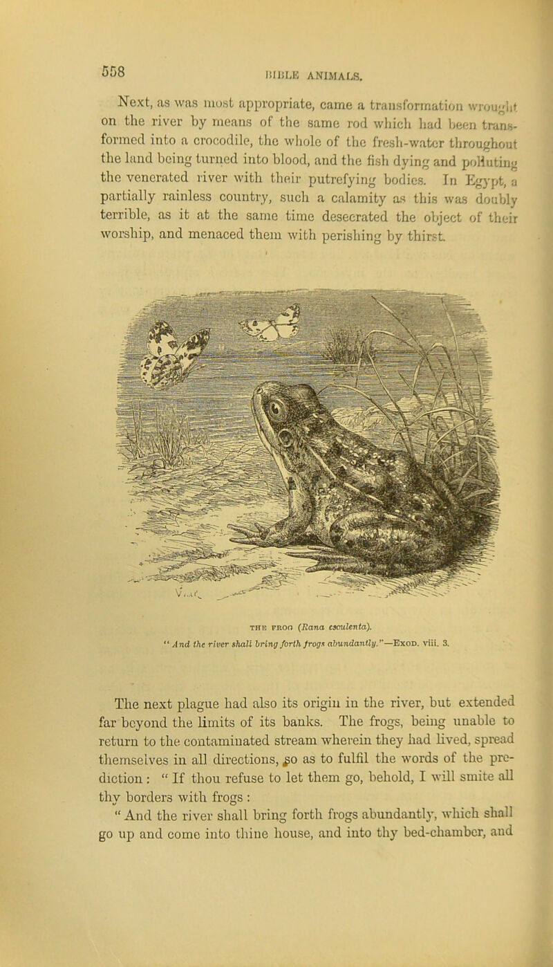 Next, as was most appropriate, came a transformation wrought on the river by means of the same rod which had been trans- formed into a crocodile, the whole of the fresh-water throughout the land being turned into blood, and the fish dying and polluting the venerated river with their putrefying bodies. In Egypt, a partially rainless country, such a calamity as this was doubly terrible, as it at the same time desecrated the object of their worship, and menaced them with perishing by thirst. the froo (Rana cscultnta). “ And the river shall bring forth frogs abundantly.’’—Exod. viii. 3. The next plague had also its origin in the river, but extended far beyond the limits of its banks. The frogs, being unable to return to the contaminated stream wherein they had lived, spread themselves in all directions, £0 as to fulfil the words of the pre- diction : “ If thou refuse to let them go, behold, I will smite all thy borders with frogs : “And the river shall bring forth frogs abundantly, which shall go up and come into thine house, and into thy bed-chambcr, and