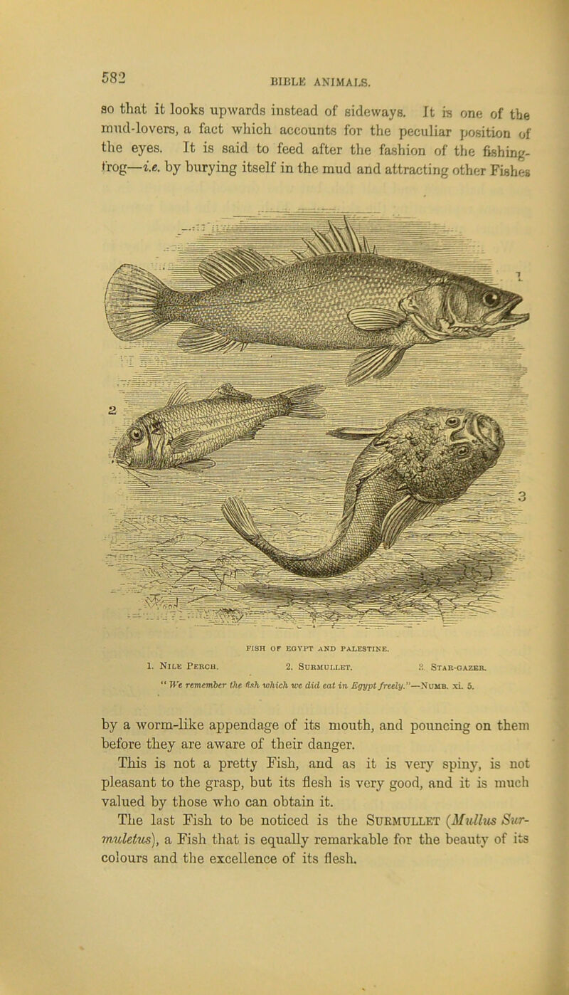 ao that it looks upwards instead of sideways. It is one of the mud-lovers, a fact which accounts for the peculiar position of the eyes. It is said to feed after the fashion of the fishing- frog— i.e. by burying itself in the mud and attracting other Fishes FISH OF EGYPT AND PALESTINE. 1. Nile Perch. 2. Surmullet. Star-gazer. “ We remember the teh which we did eat in Egypt freely.”—Xumb. xi. 5. by a worm-like appendage of its mouth, and pouncing on them before they are aware of their danger. This is not a pretty Fish, and as it is very spiny, is not pleasant to the grasp, but its flesh is very good, and it is much valued by those who can obtain it. The last Fish to be noticed is the Surmullet (Mullus Sur- inuletus), a Fish that is equally remarkable for the beauty of its colours and the excellence of its flesh.