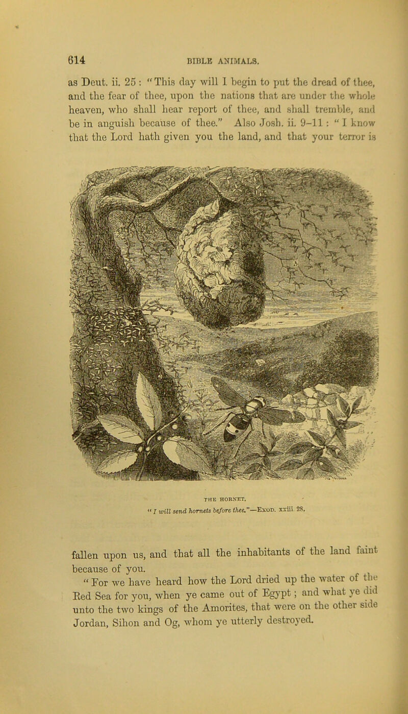 as Deut. ii. 25 : “ This day will 1 begin to put the dread of thee, and the fear of thee, upon the nations that are under the whole heaven, who shall hear report of thee, and shall tremble, and be in anguish because of thee.” Also Josh. ii. 9-11: “ I know that the Lord hath given you the land, and that your terror is THE HORNET. “ I will send hornets bejorc thee.”—Exod. xxiii 28. fallen upon us, and that all the inhabitants of the land faint because of you. “ For we have heard how the Lord dried up the water of the Red Sea for you, when ye came out of Egypt; and what ye did unto the two kings of the Amorites, that were on the othei bide Jordan, Silion and Og, whom ye utterly destroyed.