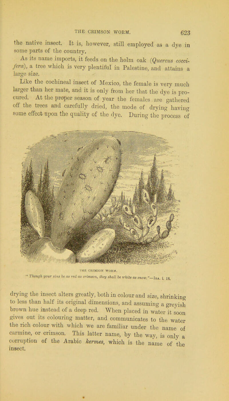 the native insect. It is, however, still employed as a dye in some parts of the country. As its name imports, it feeds on the holm oak (Quercus cocci- fera)> a tree wl,ich is very plentiful in Palestine, and attains a large size. Like the cochineal insect of Mexico, the female is very much larger than her mate, and it is only from her that the dye is pro- cured. At the proper season of year the females are gathered oft the trees and carefully dried, the mode of drving having some effect upon the quality of the dye. During the process of THE CRIMSON WORM. “ Though your sins be as red as crimson, they shall be white as snow.Isa. i. ig drying the insect alters greatly, both in colour and size, shrinking to less than half its original dimensions, and assuming a greyish brown hue instead of a deep red. When placed in water it soon gives out its colouring matter, and communicates to the water the rich colour with which we are familiar under the name of carmine, or crimson. This latter name, by the way, is only a corruption of the Arabic kermes, which is the name of the insect.