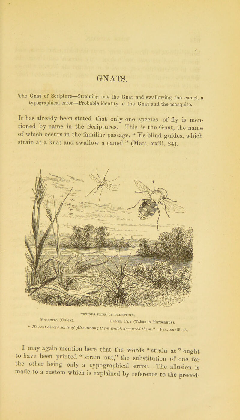 GNATS. The Gnat of Scripture—Straining out the Gnat and swallowing the camel, a typographical error—Probable identity of the Gnat and the mosquito. It has already been stated that only one species of fly is men- tioned by name in the Scriptures. This is the Gnat, the name of which occurs in the familiar passage, “ Ye blind guides, which strain at a knat and swallow a camel ” (Matt, xxiii. 24). NOXIOUS FLIES OF PALESTINE. Mosquito (Culcx). Camel Fly (Tabanus Marocanus). •• He sent divers sorts of flies among them which devoured them.—Psa. xxvili. 45. I may again mention here that the words “ strain at ” ought to have been printed “ strain out,” the substitution of one for the other being only a typographical error. The allusion is made to a custom which is explained by reference to the preced-