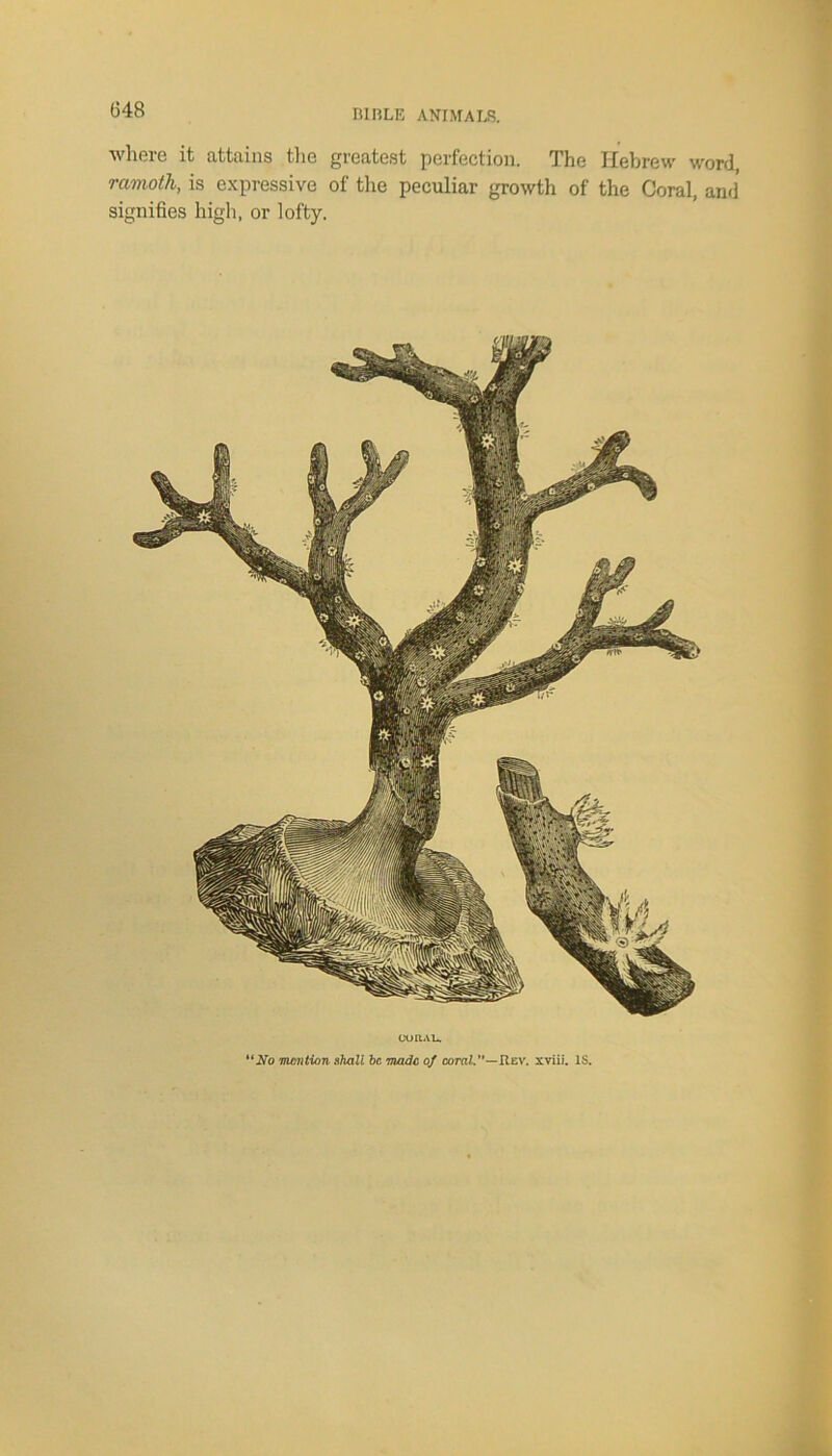 where it attains the greatest perfection. The Hebrew word, remoth, is expressive of the peculiar growth of the Coral, and signifies high, or lofty.