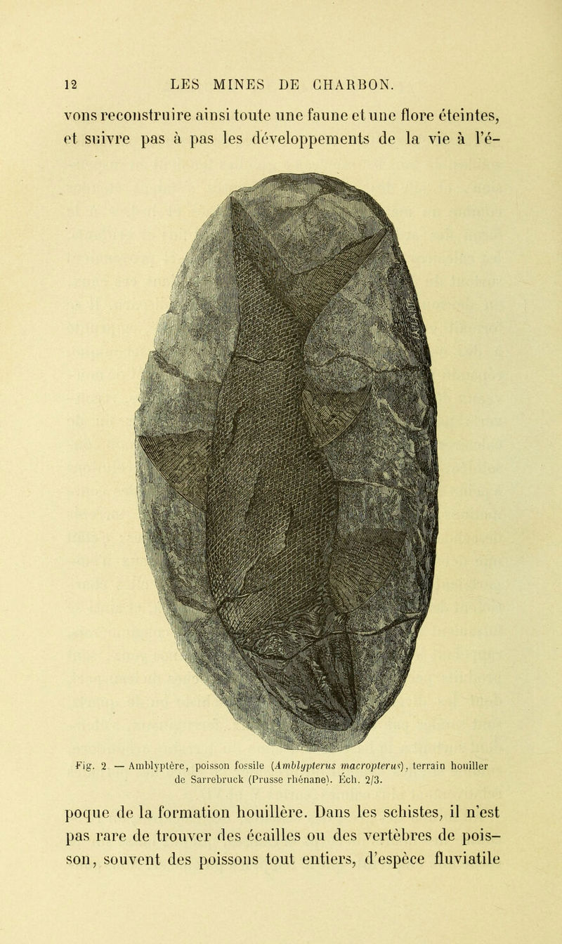 vous reconstruire ainsi toute une faune et une flore éteintes, et suivre pas à pas les développements de la vie à l’é- Fig. 2 —Amblyptère, poisson fossile (Amblypterus macr opter us), terrain bouiller de Sarrebruck (Prusse rhénane). Ech. 2/3. poque de la formation houillère. Dans les schistes, il n’est pas rare de trouver des écailles ou des vertèbres de pois- son, souvent des poissons tout entiers, d’espèce fluviatile