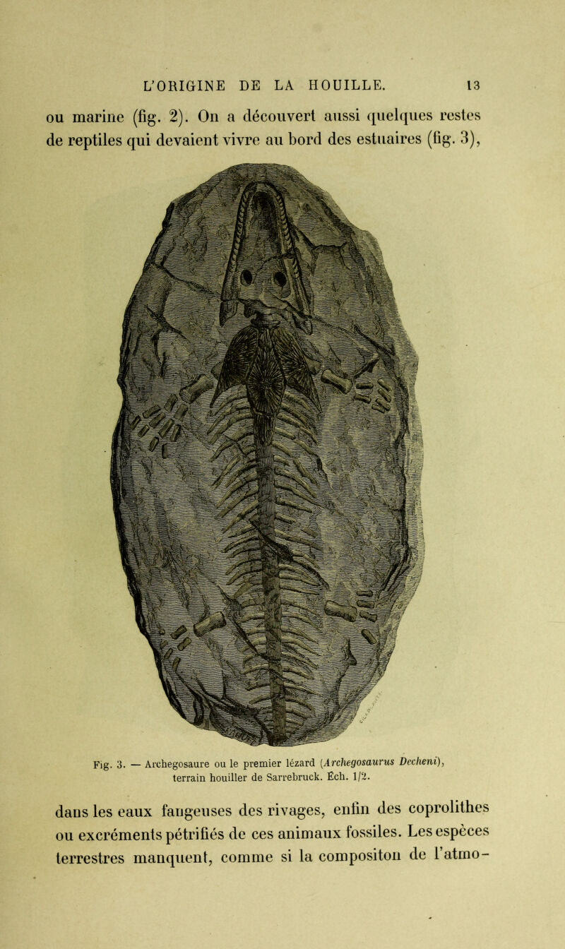 ou marine (fig. 2). On a découvert aussi quelques restes de reptiles qui devaient vivre au bord des estuaires (fig. 3), Fig. 3. — Archegosaure ou le premier lézard (Archegosaurus Declieni), terrain houiller de Sarrebruck. Éch. 1/2. dans les eaux fangeuses des rivages, enfin des coprolithes ou excréments pétrifiés de ces animaux fossiles. Les espèces terrestres manquent, comme si la compositon de 1 atmo-