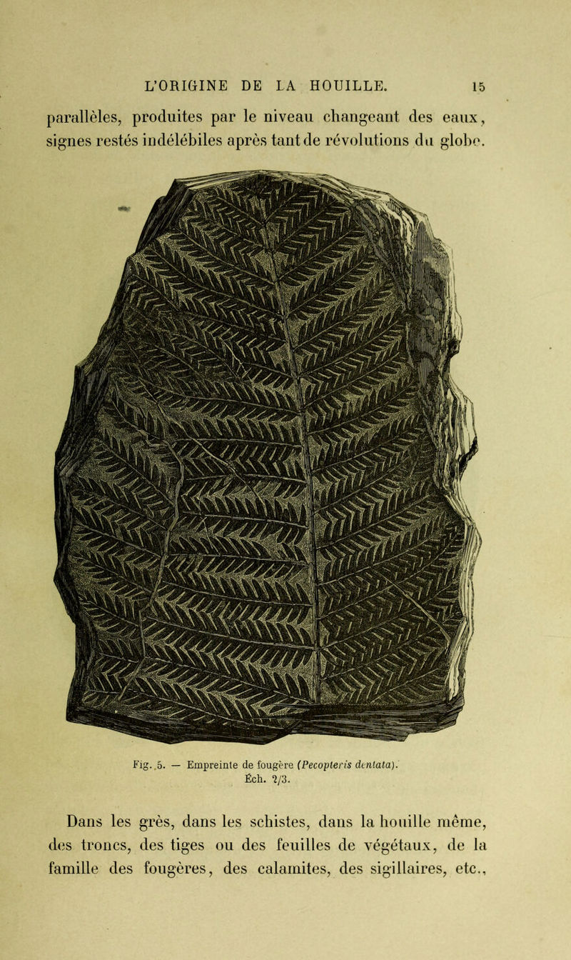 parallèles, produites par le niveau changeant des eaux , signes restés indélébiles après tant de révolutions du globe. Fig. 5. — Empreinte de fougère (Pecopteris dentata).' Éch. *2/3. Dans les grès, dans les schistes, dans la houille même, des troncs, des tiges ou des feuilles de végétaux, de la famille des fougères, des calamites, des sigillaires, etc.,