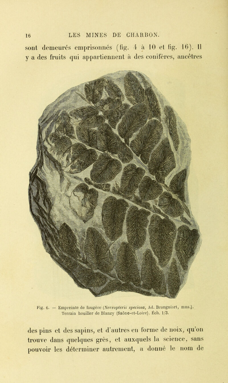 sont demeurés emprisonnés (fig. 4 à 10 et fig. 16). Il y a des fruits qui appartiennent à des conifères, ancêtres Fig. 6. — Empreinte de fougère (Nevropteris syeciosa, Ad. Brongniart, mns.). Terrain houiller de Blanzy (Saône-et-Loire). Éch. 1/3. des pins et des sapins, et d’autres en forme de noix, qu’on trouve dans quelques grès, et auxquels la science, sans pouvoir les déterminer autrement, a donné le nom de