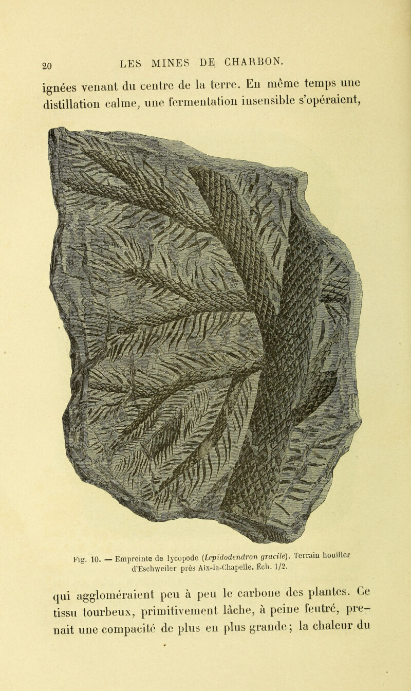 ignées venant du centre de la terre. En meme temps une distillation calme, une fermentation insensible s’opéraient, Fig. 10. — Bmpreinte de lycopode (Lepidodendron gracile), lerrain houiller d’Eschweiler près Aix-la-Chapelle. Éch. 1/2. qui aggloméraient peu à peu le carbone des plantes. Ce tissu tourbeux, primitivement lâche, à peine feutré, pre- nait une compacité de plus en plus grande, la chaleur du