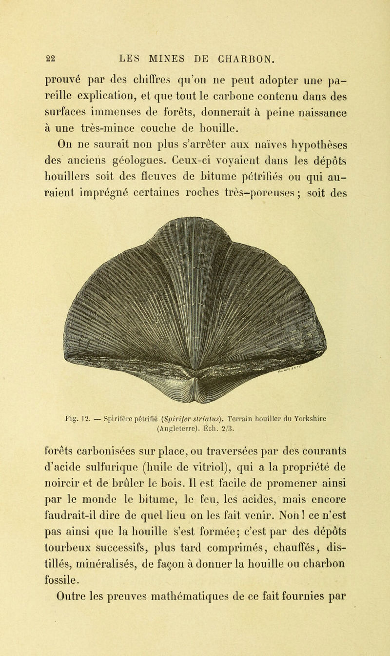 prouvé par des chiffres qu’on ne peut adopter une pa- reille explication, et que tout le carbone contenu dans des surfaces immenses de forêts, donnerait à peine naissance à une très-mince couche de houille. On ne saurait non plus s’arrêter aux naïves hypothèses des anciens géologues. Ceux-ci voyaient dans les dépôts houillers soit des fleuves de bitume pétrifiés ou qui au- raient imprégné certaines roches très-poreuses ; soit des Fig. 12. — Spirifère pétrifié (Spirifer striatus). Terrain houiller du Yorkshire (Angleterre). Éch. 2/3. forêts carbonisées sur place, ou traversées par des courants d’acide sulfurique (huile de vitriol), qui a la propriété de noircir et de brûler le bois. Il est facile de promener ainsi par le monde le bitume, le Peu, les acides, mais encore faudrait-il dire de quel lieu on les fait venir. Non ! ce n’est pas ainsi que la houille s’est formée; c’est par des dépôts tourbeux successifs, plus tard comprimés, chauffés, dis- tillés, minéralisés, de façon à donner la houille ou charbon fossile. Outre les preuves mathématiques de ce fait fournies par