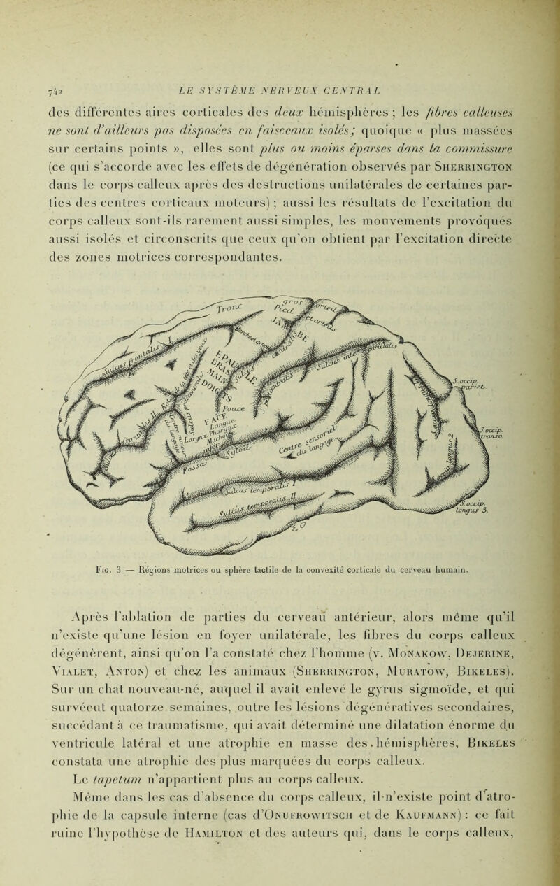 des diflerclUes aires corticales des dnix hémisphères ; les /iùi-es callca.'ies ne sont d’ailleurs pus disposées en faisceaux isolés; quoique « plus massées sur certains |)oints », elles sont plus ou moins éparses dans la commissure (ce (pii s’accorde avec les ell'ets de dégénération observés jiar Siieriungton dans le corps calleux après des destructions unilatérales de certaines par- ties des centres corticaux moteurs); aussi les résultats de l’excitation du corps calh'ux sont-ils rarement aussi simples, les mouvements provôipiés aussi isolés et circonscrits (pie ceux qu’on obtient par l’excitation directe des ü;ones motrices correspondantes. A|)rès l’ablation de parties du cerveau antérieur, alors même qu’il n’existe (pi'une lésion en foyer unilatérale, les libres du corps calleux dégénèrent, ainsi qu’on l’a constaté chez rbomme (v. Monakow, Dejeiune, ViALET, Ax'TOn) et cbe.z les animaux (Siieiuun(;ton, !Muhatow, Bikeles). Sur un chat nouveau-né, auquel il avait enlevé le gyrus sigmoïde, et ([ui survécut (juatorze,semaines, outre les lésions dégénératives secondaires, succédant à ce traumatisme, qui avait déterminé une dilatation énorme du ventricule latéral et une atrophie en masse des. hémisphères, Bikeles constata une atrophie des plus marcpiées du corps calleux. Le tapétum n’a|)partient plus au corps calleux. Mèim; dans les cas d’absence du corps calleux, il-n’existe point d atro- phie de la capsule interne (cas d’ONUiRowiTScn et de Kaufm.vnx) : ce fait ruine l'hypothèse de IIamilton et des auteurs qui, dans le corjis calleux.