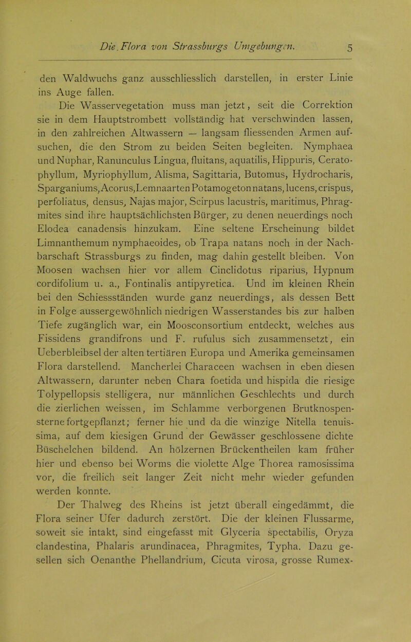 den Waldwuchs ganz ausschliesslich darstellen, in erster Linie ins Auge fallen. Die Wasservegetation muss man jetzt, seit die Correktion sie in dem Hauptstrombett vollständig hat verschwinden lassen, in den zahlreichen Altwassern — langsam fliessenden Armen auf- suchen, die den Strom zu beiden Seiten begleiten. Nymphaea und Nuphar, Ranunculus Lingua, fluitans, aquatilis, Hippuris, Cerato- phyllum, Myriophyllum, Alisma, Sagittaria, Butomus, Hydrocharis, Sparganiums, Acorus,Lemnaarten Potamogeton natans, lucens, crispus, perfoliatus, densus, Najas major, Scirpus lacustris, maritimus, Phrag- mites sind ihre hauptsächlichsten Bürger, zu denen neuerdings noch Elodea canadensis hinzukam. Eine seltene Erscheinung bildet Limnanthemum nymphaeoides, ob Trapa natans noch in der Nach- barschaft Strassburgs zu finden, mag dahin gestellt bleiben. Von Moosen wachsen hier vor allem Cinclidotus riparius, Hypnum cordifolium u. a., Fontinalis antipyretica. Und im kleinen Rhein bei den Schiessständen wurde ganz neuerdings, als dessen Bett in Folge aussergewöhnlich niedrigen Wasserstandes bis zur halben Tiefe zugänglich war, ein Moosconsortium entdeckt, welches aus Fissidens grandifrons und F. rufulus sich zusammensetzt, ein Ueberbleibsel der alten tertiären Europa und Amerika gemeinsamen Flora darstellend. Mancherlei Characeen wachsen in eben diesen Altwassern, darunter neben Chara foetida und hispida die riesige Tolypellopsis stelligera, nur männlichen Geschlechts und durch die zierlichen weissen, im Schlamme verborgenen Brutknospen- sternefortgepflanzt; ferner hie und da die winzige Nitelia tenuis- sima, auf dem kiesigen Grund der Gewässer geschlossene dichte Büschelchen bildend. An hölzernen Brückentheilen kam früher hier und ebenso bei Worms die violette Alge Thorea ramosissima vor, die freilich seit langer Zeit nicht mehr wieder gefunden werden konnte. Der Thalweg des Rheins ist jetzt überall eingedämmt, die Flora seiner Ufer dadurch zerstört. Die der kleinen Flussarme, soweit sie intakt, sind eingefasst mit Glyceria spectabilis, Oryza clandestina, Phalaris arundinacea, Phragmites, Typha. Dazu ge- sellen sich Oenanthe Phellandrium, Cicuta virosa, grosse Rumex-