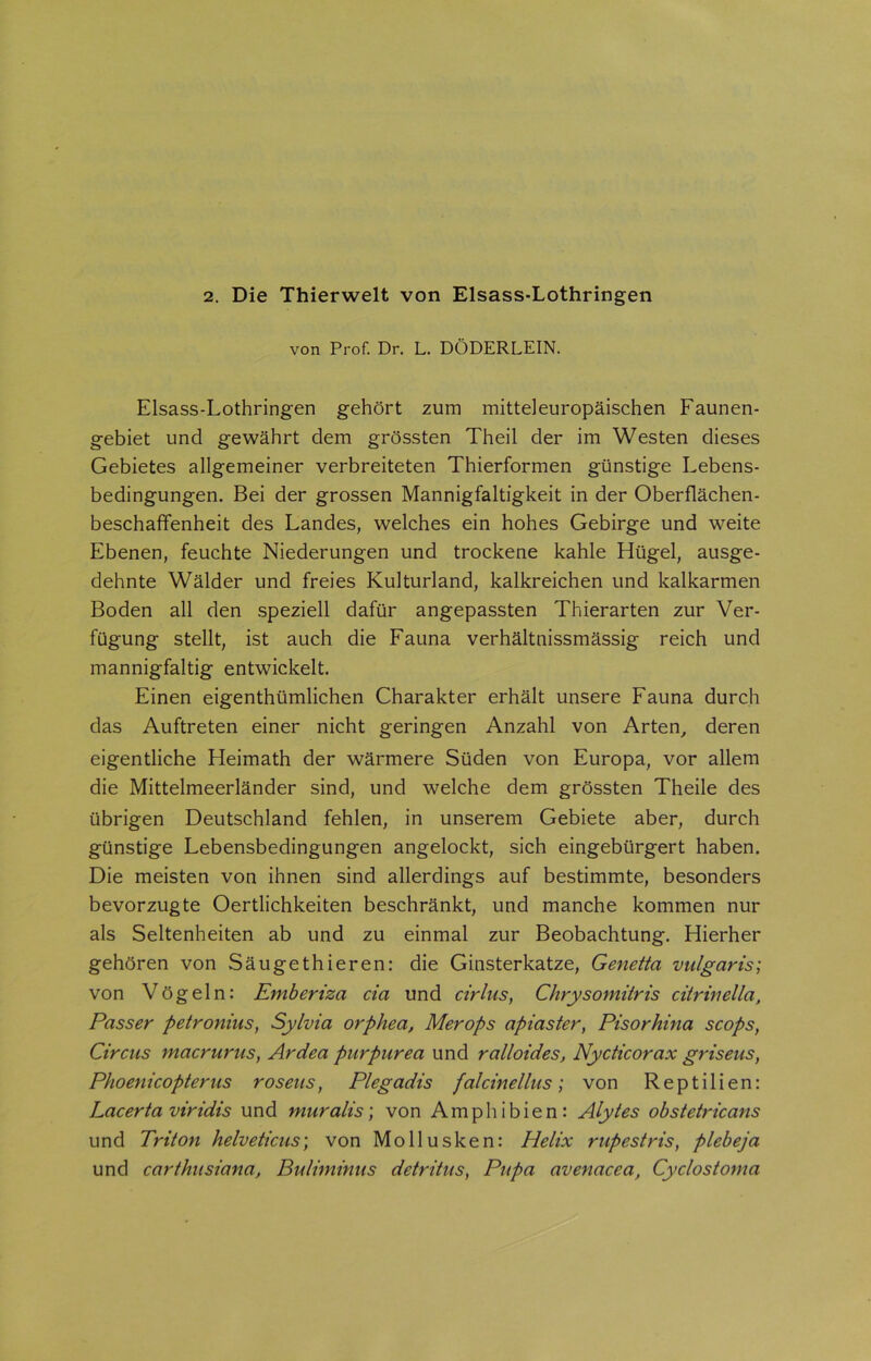 von Prof. Dr. L. DÖDERLEIN. Elsass-Lothringen gehört zum mitteleuropäischen Faunen- gebiet und gewährt dem grössten Theil der im Westen dieses Gebietes allgemeiner verbreiteten Thierformen günstige Lebens- bedingungen. Bei der grossen Mannigfaltigkeit in der Oberflächen- beschaffenheit des Landes, welches ein hohes Gebirge und weite Ebenen, feuchte Niederungen und trockene kahle Hügel, ausge- dehnte Wälder und freies Kulturland, kalkreichen und kalkarmen Boden all den speziell dafür angepassten Thierarten zur Ver- fügung stellt, ist auch die Fauna verhältnissmässig reich und mannigfaltig entwickelt. Einen eigenthümlichen Charakter erhält unsere Fauna durch das Auftreten einer nicht geringen Anzahl von Arten, deren eigentliche Heimath der wärmere Süden von Europa, vor allem die Mittelmeerländer sind, und welche dem grössten Theile des übrigen Deutschland fehlen, in unserem Gebiete aber, durch günstige Lebensbedingungen angelockt, sich eingebürgert haben. Die meisten von ihnen sind allerdings auf bestimmte, besonders bevorzugte Oertlichkeiten beschränkt, und manche kommen nur als Seltenheiten ab und zu einmal zur Beobachtung. Hierher gehören von Säugethieren: die Ginsterkatze, Genettci vulgaris; von Vögeln: Emberiza cia und cirlus, Chrysomitris citrinella, Passer petronius, Sylvia orphea, Merops apiaster, Pisorhina scops, Circus macrurus, Ardea purpurea und ralloides, Nycticorax griseus, Phoenicopterus roseus, Plegadis falcinellus; von Reptilien: Lacerta viridis und niuralis; von Amphibien: Alytes obstetricans und Triton Helveticas) von Mollusken: Helix rupestris, plebeja und carthusiana, Buliminus detritus, Pupa avenacea, Cyclostoma