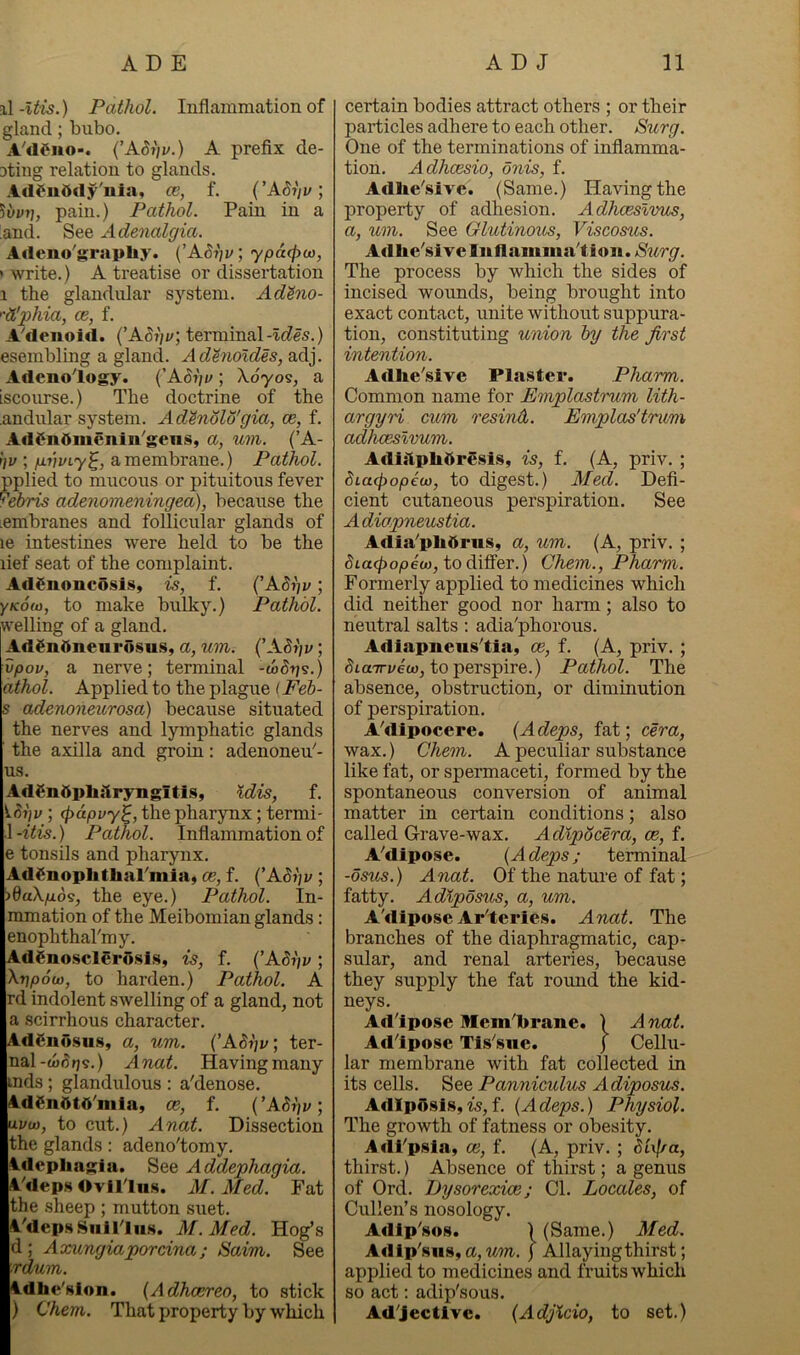 il-iiis.) Pathol. Inflammation of gland; bubo. A'dCuo-. {’ASijv.) A prefix de- 3ting relation to glands. .Idfnddy'nia, a;, f. {'ASiiV, ^bv7], pain.) Pathol. Pain in a and. See Adenalgia. Arteno'grapUy. (’A67]u;ypa(f)io, ‘ write.) A treatise or dissertation 1 the glandular system. Ad^no- '•d'phia, oe, f. A^denoid. {’A8i]u; terminal) esembling a gland. Adhioldes, adj. Adcnology. (A6i]i>; Xdyos, a iscourse.) The doctrine of the andular system. Adenolo'gia, ce, f. Adj^ndmenin^gens, a, mn. (’A- tiv ; fjLiivLy^, a membrane.) Pathol. pplied to mucous or pituitous fever rebris adenomeningea), because the embranes and follicular glands of le intestines were held to be the lief seat of the complaint. AdSnoncosis, is, f. {’Abi]v; yKom, to make bulky.) Pathol. ft’elling of a gland. AdSndnenrosus, a, um. (’Abfiv; vpov, a nerve; terminal -cbSrjs.) athol. Applied to the plague iFeh- s adenoneurosa) because situated the nerves and lymphatic glands the axilla and groin: adenoneu'- us. AdSndpbitryngitis, %dis, f. ; <j)dpvy^, the pharynx; termi- .1 -itis.) Pathol. Inflammation of e tonsils and pharynx. AdSnoplitliarmia, ce, f. {’Abf]v ; 'idaXpo^, the eye.) Pathol. In- mmation of the Meibomian glands: enoplithal'my. AdSno.scl€rd.sis, is, f. {’ASijv; Xtipou), to harden.) Pathol. A rd indolent swelling of a gland, not a scirrhous character. Adenosus, a, um. {’ASijv; ter- nal-o)(5fjs.) Anat. Having many mds ; glandulous : a'denose. AdendtO'nila, ce, f. {’Abhv; uvw, to cut.) Anat. Dissection the glands: adeno'tomy. Idepliagia. See Addephagia. A'deps Ovillns. AT. Afed. Fat the .sheep ; mutton suet. A'depsj^iilPlu.s. M.Med. Hog’s d ; Aocuncjiaporcina; Saim. See ■rdum. Adhe'sion. {Adhcereo, to stick ) Chem. That property by which certain bodies attract others ; or their particles adhere to each other. Surg. One of the terminations of inflamma- tion. Adhcesio, onis, f. Adhe'sivc. (Same.) Having the property of adhesion. Adhceslvm, a, um. See Glutinous, Viscosus. Adlie'sive lullaiiuna’tioii. Surg. The process by which the sides of incised wounds, being brought into exact contact, unite without suppura- tion, constituting union by the first intention. Adhe'sive Plaster. Pharm. Common name for Emplastrum lith- argyri cum resind. Emplas'trum adhceslvum. Adiiipli5resis, is, f. (A, priv. ; bia^opeui, to digest.) Aled. Defi- cient cutaneous perspiration. See Adiapneustia. Adia^pliOrus, a, um. (A, priv. ; 5ta<^o/oew, to differ.) Ghem., Pharm. Formerly applied to medicines which did neither good nor harm; also to neutral salts ; adia'phorous. Adlapueus^tia, ce, f. (A, priv. ; ^laTTi/eo), to perspire.) Pathol. The absence, obstruction, or diminution of perspiration. A'dipocere. {Adeps, fat; cera, wax.) Chem. A peculiar substance like fat, or spermaceti, formed by the spontaneous conversion of animal matter in certain conditions; also called Grave-wax. Adipocera, ce, f. A^dipose. {Adeps; terminal -ostis.) Anat. Of the nature of fat; fatty. Adlpdsus, a, um. A'dipose Ar'tcrles. Anat. The branches of the diaphragmatic, cap- sular, and renal arteries, because they supply the fat roimd the kid- neys. Ad'ipose Mem'l>rane. ) Anat. Ad'ipose Tls^sue. j Cellu- lar membrane with fat collected in its cells. See Panniculus Adiposus. AdlpOsls,w,f. {Adeps.) Physiol. The growth of fatness or obesity. AdFpsla, ce, f. (A, priv. ; bb\ra, thirst.) Absence of thirst; a gemis of Ord. Dysorexice; Cl. Locales, of Cullen’s nosology. Adip'sos. ) (Same.) Med. Adlp'sus, a, wm. j Allaying thirst; applied to medicines and fruits which so act: adip'sous. Adjective. {AdjKcio, to set.)