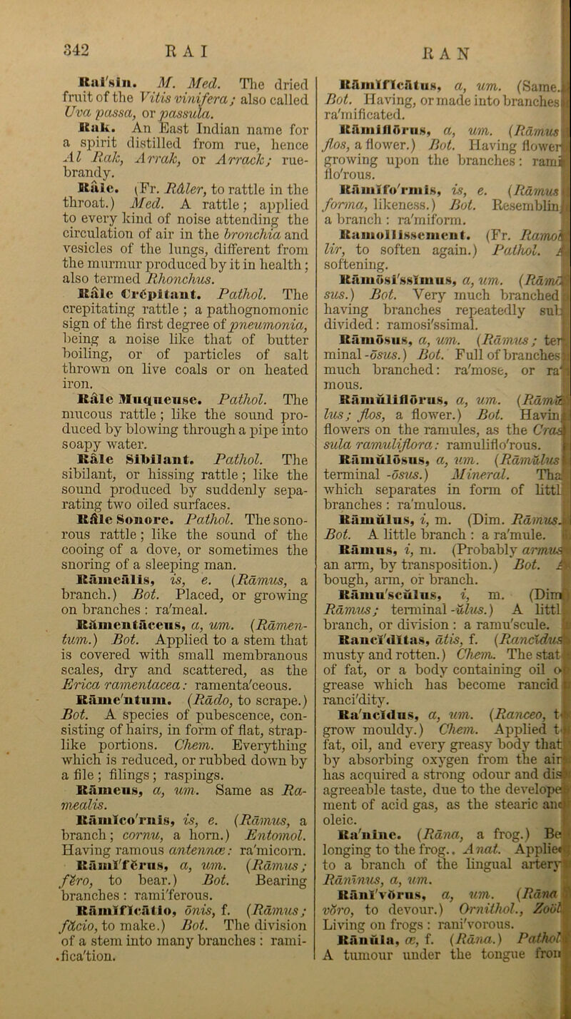 Rai'sin. M. Med. Tlie dried fruit of the Vitis vinifera; also called Uva passa, ov passula. Kak. An East Indian name for a spirit distilled from rue, hence Al Rak, Arrak, or Arrack; rue- brandy. Kale. \Fr. Rdler, to rattle in the throat.) Med. A rattle; applied to every kind of noise attending the circulation of air in the bronchia and vesicles of the lungs, different from the murmur produced by it in health; also termed Rhonchus. Rale Crepitant. Pathol. The crepitating rattle ; a pathognomonic sign of the first degree of pneumonia, being a noise like that of butter boiling, or of particles of salt thrown on live coals or on heated iron. Rale Ulnqnense. Pathol. The mucous rattle; like the soimd pro- duced by blowing through a pipe into soapy water. Rale Sikilaiit. Pathol. The sibilant, or hissing rattle; like the souud produced by suddenly sepa- rating two oiled surfaces. R&le Sonore. Pathol. The sono- rous rattle; like the sound of the cooing of a dove, or sometimes the snoring of a sleeping man. Ramealis, is, e. (Ramus, a branch.) Bot. Placed, or growing on branches : ra'meal. Riimeutlicens, a, um. (Ramen- tum.) Bot. Applied to a stem that is covered with small membranous scales, dry and scattered, as the Erica ramentacea: ramenta'ceous. Rame'ntiim. (Rado, to scrape.) Bot. A species of pubescence, con- sisting of hairs, in form of fiat, strap- like portions. Chem. Everything which is reduced, or rubbed down by a file ; filings; raspings. Rameus, a, um. Same as Ra- mealis. Raiiilco'riiis, is, e. (Ramus, a branch; cornu, a horn.) Entomol. Having ramous antennee: ra'micoi-n. Raml'fSrns, a, um. (Ramus; f'^ro, to bear.) Bot. Bearing branches: rami'ferous. RamlflrJitio, onis, f. (Ramus; /<Xao, to make.) Bot. The division of a stem into many branches : rami- .fica'tion. Rfliiiiricatus, a, um. (Same.^; Bot. Having, or made into branches^ ra'mificated. fl RilnillijlriiH, a, um. (Ramus : /os, a flower.) Bot. Having floweH growing upon the branches: rami flo'rous. I RainlioT'jiilK, is, e. (Rdmus> fo'nna, likeness.) Bot. Re.semblmf a branch; ra'miform. Rainollls.semciit. (Fr. Ramoh Ur, to soften again.) Pathol, softening. j Ramosi'ssIiuu.s, a, um. (RdunA sus.) Bot. Very much branched | having branches repeatedly sub divided: ramosi'ssimal. ^ Riimosus, a, um. (Ramus ; terf. minal -dsus.) Bot. Full of branches^; much branched: ra'mose, or ra mous. Raiuuliflurus, a, um. (Ramt&. lus; Jlos, a flower.) Bot. Havinli flowers on the ranmles, as the CroJ sula ramulijlora,: ramuliflo'rous. Ramuldsu.s, a, um. (RamulusV terminal -dsns.) Mineral. Thai which separates in form of Httlj branches; ra'mulous. Ramulus, i, m. (Dim. Ramus^l Hi m. Bot. A little branch : a ra'mule. Ramus, i, m. (Probably armu^- an arm, by transposition.) Bot. A bough, arm, or branch. Ramu'sculns, i, m. (Dimf) Ramus; terminal-aZ?is.) A littl branch, or division : a ramu'scule, Raucl'tlltas, atis, f. (Rancldudb musty and rotten.) Chem. The stat j is of fat, or a body containing oil o > grease which has become rancid t ranci'dity. Ra'ncldn.s, a, um. (Ranceo, t< K grow mouldy.) Chem. Applied t-j fat, oil, and every greasy body thaf(; by absorbing oxygen from the ai has acquired a strong odour and di agreeable taste, due to the develop^ ment of acid gas, as the stearic an oleic. Ra'ninc. (Rdna, a frog.) Be longing to the frog,. Anat. Applie to a branch of the lingual artery' Rdnlnus, a, um RanI'vftrus, a, um. (Rdna vdro, to devour.) OrnitJwl., Zod Living on frogs : rani'vorous Ranula, ce, f. (Rdna.) Patho A tumour under the tongue froii