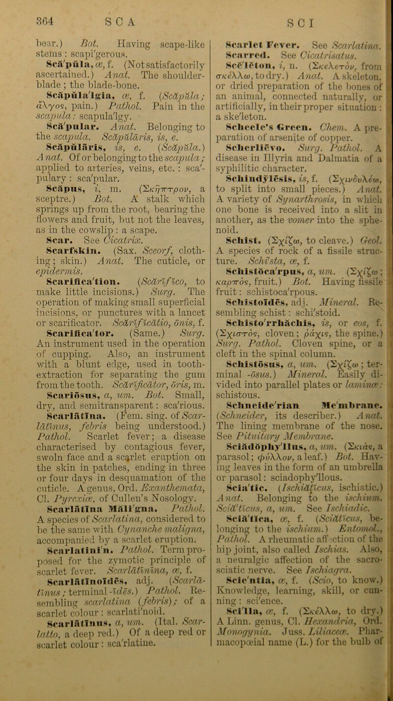l)ear.) Bat. Having scape-like stems : scapi'geroiis. SciVpula, (c, f. (Notsatisfactorily ascertained.) Anat. The shoulder- blade ; the l)lade-bone. __ ce, f, {Sdt'pala; «\yo9, pain.) Pathol. Pain in the scapula: scaj)ula'Igy. Scft'pular. Anat. Belonging to the scapula. Schpularis, is, e. Scilpuiriris, is, e. {Scttp)ida.) A not. Of or belonging to the scap ula ; applied to arteries, veins, etc. : sca'- pukry: sca'pular. Scitpits, i, m. (S/a'/'TTT-pov, a scej)tre.) Bot. A stalk which springs up from the root, bearing the flowers and fruit, Init not the leaves, as in the cowslip : a scape. Scar. See Cicatrix. Scarfskin. (Sax. Sccorf, cloth- ing; skin.) Anat. The cuticle, or epidermis. Scariftca^tlon. (Scdrlfico, to make little incisions.) Surg. The operation of making small superficial incisions, or punctures with a lancet or scarificator. Scdrlficatio, onis, f. Scariftca'tor. (Same.) Surg. An instrument used in the operation of cupping. Also, an instrument with a blunt edge, used in tooth- extraction for separating the gum from the tooth. Scdrificaior, aids, m. Scarlosiis, a, um. Bot. Small, dry, and semitransparent: sca'rious. Scarlatina. (Fern. sing. oiScar- Idtlnus, feh'is being imderstood.) Pathol. Scarlet fever; a disease characterised by contagious fever, swoln face and a scq,rlet eruption on the skin in patches, ending in three or four days in desquamation of the cuticle. A genus, Ord. Exanthemata, Cl. Pyrexice, of Cullen’s Nosology. Scarlatina MSli'gna. Pathol. A species of Scarlatina, considered to be the same with Cynanche maligna, accompanied by a scarlet eruption. Scarlatini'n. Pathol. Term pro- posed for the zymotic principle of .scarlet fever. Scarlatlnlna, ce, f. Scarlatinoldcs, adj. [Scarld- tlnm ;iQvmma\-l(les.) Pathol. Re- sembling scarlatina (fehris); of a scarlet colour: scarlatihioid. .ScarlatlniiH, a, um. (Ital. Scar- latto, a deep red.) Of a deep red or scarlet colour: sca'rlatiue. Scarlet Fever. See Scarlatrm. ■; Scarred. See Cicatrisatus. ScC'IStan, i, n. (2/ccA.6toi/, from i| <r/ceA.kw,todry.) Anol. A skeleton, j or dried preparation of the bones of ;• an animal, connected naturally, or . artificially, in their proper situation : ^ a skeleton. Sclieele’s Green. Chem. A pre- paration of arsenite of cop^jer. Scherli«vo. Surg. Pathol. A disease in Illyria and Dalmatia of a ^ syphilitic character. Schindylesis, is, f. (S^ti/ouXem, / to split into small pieces.) Amt. A variety of Synarthrosis, in which t; one bone is received into a slit in ■. another, as the vomer into the sphe- x noid. Schist. (S^i'^oj, to cleave.) Geol. ■- A species of rock of a fissile struc- - ture. Schi'sta, ce, f. Schistlica'rpiis, a, um. (Svi^w ; f Kap-rro^, fruit.) Bot. Having nssile > fruit: schistoca'rpous. Schistoldes, aflj. Mineral. Re- sembling schist: schi'stoid. • Schisto'rrhslchis, is, or eos, f. f (S^tcTT-os, cloven; the .spine.) i Surg. Pathol. Cloven spine, or a i cleft in the spinal cohmm. Schistosns, a, um. (Sxi^w ; ter- minal -osus.) Mineral. Easily di- ' vided into parallel plates or laminae: ■■ schistous. Schneide'rian Me'mhrane. i {Schneider, its describer.) Anat. t The lininar membrane of the nose. « O See Pituitary Mendrane. Sciild5phy'llns, a, um. {'2.Kia<i, a i parasol; </)uX.koi/, a leaf.) Bot. Hav- | ing leaves in the form of an umbi’ella ? or parasol: sciadophjHlous. Scia'tic. {Ischidticus, ischiatic.) ( A nat. Belonging to the ischium. { Scid'ticus, a, um. See Ischiadic. ! Sciil'tica, ce, f. {Sciitticus, be- ^ longing to the ischium.) Entomol., Pathol. A rheumatic aff ction of the hii> joint, also called Ischias. Also, a neuralgic attection of the sacro- sciatic nerve. See Ischiagra. Scic'iilia, ce, f. (Scio, to know.) Knowledge, learning, skill, or cun- ning : sci'ence. Sci'lla, ce, f. {^kcWw, to dry.) A Linn, genus, Cl. Hexandria, Onl. Moiwgynia. Juss. LUiaceoe. Pliar- macopoeial name (L.) for the bulb of
