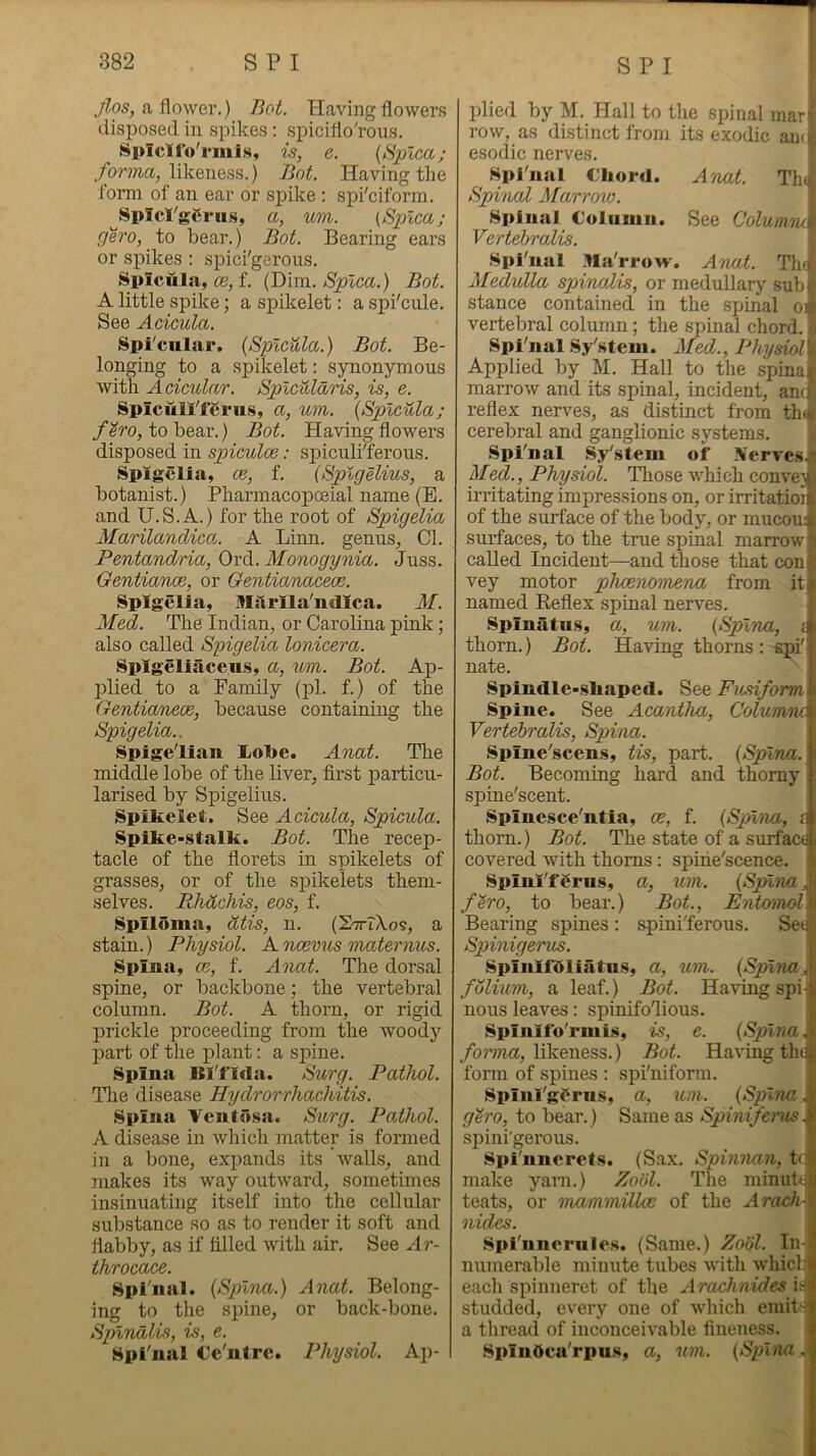 yZo5, a flower.) Bot. Having flower.s disposed in spikes: spiciflo'rous. Spicifo'rmis, is, e. {Bplca; likeness.) Bot. Having the form of an ear or spike : spi'ciform. ^Spicl'gCrii.s, a, urn. (Splca; gero, to bear.) Bot. Bearing ears or spikes : spici'gerous. Splciila, (E, f. (Dim. Splca.) Bot. A little spike; a spikelet: a spi'cide. See Acicula. Spi'cular. {Splc^la.) Bot. Be- longing to a spikelet: synonymous with Acicular. Splcularis, is, e. SpicuU'ferus, a, um. {Splcula; /^ro, to bear.) Bot. Having flowers disposed in spiculce: spiculi'ferous. Spigelia, ce, f. {Splgelius, a botanist.) Pharmacopoeial name (B. and U.S.A.) for the root of Spigelia Marilanclica.. A Linn, genus. Cl. Pentandria, Ord. Monogynia. Juss. Gentianoe, or Gentianaceoe. Spigelia, Mitrlla'ndlca. M. Med. The Indian, or Carolina pink; also called Spigelia lonicera. Spigeliaceus, a, um. Bot. Ap- plied to a Family (pi. f.) of the Gentianece, because containing the Spigelia.. Spige'lian Lol>e. Anat. The middle lobe of the liver, first particu- larised by Spigelius. Spifeelet. See Acicula, Spicula. Spike-stalk. Bot. The recep- tacle of the florets in spikelets of grasses, or of the spikelets them- selves. Rhdchis, eos, f. Spiloma, dtis, n. (SbrlXos, a stain.) Physiol. A tubvus maternus. Spina, ce, f. Anat. The dorsal spine, or backbone; the vertebral column. Bot. A thorn, or rigid prickle proceeding from the Avoodj'- part of the plant: a spine. Spina Bl'fida. Surg. Pathol. The disease Hydrorrhachitis. Spina Ventosa. Surg. Pathol. A disease in Avhich matter is formed ]]i a bone, expands its Avails, and makes its Avay outAvard, sometimes insinuating itself into the cellular sub.stance so as to render it soft and flabby, as if filled Avith air. See .Ir- throcace. Spl'nal. (Spina.) Anat. Belong- ing to the spine, or back-bone. Spinalis, is, e. Spl'nal Ce'nlrc. Physiol. Ap- plied by M. Hall to tlie spinal mar* row, as distinct from its exodic ami-, esodic nerves. Spl'iial Chord. A'nat. Th« Spinal Marrow. ! Spinal Column. See Golumni- Vertehralis. j Spl'nal lla'rrow. Anat. Thd Medulla spinalis, or medullary subr stance contained in the .spinal our vertebral column; the spinal chord. SplTial Sy'stem. Med., PhysiolV Applied by M. Hall to the spina f marroAv and its spinal, incident, anq. reflex nerves, as distinct from th<a cerebral and ganglionic systems. Spl'nal Sy'.stem of Nerves Med., Physiol. Those Avhich conA'ejR irritating impressions on, or irritatioii of the surface of the body, or mucouf surfaces, to the true spinal marro’^ called Incident—and those that con| vey motor phcenomerui from it| named Reflex spinal nerves. J Spinatns, a, um. (Spina, i thorn.) Bot. HaA'^ing thorns ; spi' nate. Spindle-shaped. See FvMform Spine. See Acantha, Columni Vertehralis, Spvtva. Spine'scens, tis, part. (Spina. Bot. Becoming hard and thorny spine'scent. Spinesce'ntia, ce, f. (Spliva, i thorn.) Bot. The state of a surface covered Avith thorns: spihe'scence. SpinI'ffrus, a, um. (Splrva k fero, to bear.) Bot., Entomol% Bearing spines; spini'ferous. Seer Sjnnigerus. | Spinlfdliatns, a, U7n. (Spl7iak folium, a leaf.) Bot. HaA'ing spi-| nous leaves: spinifo'lious. | Spinifo'rmis, is, e. (Spl7\a% /oma, likeness.) Bot. Having thi form of spines ; spi'niform. | Spinl'g^riis, a, um. (Spina, g'iro, to bear.) Same as Spinifertis, spini'gerous. Spi'nnerets. (Sax. Spi7i7ia7i, te; make yarn.) Zaiil. The minut« teats, or 77iam77iillce of the Arach- 7iides. Spi'iinernles. (Same.) ZoOl. In- numerable minute tubes Avith Avhiclj each spinneret of the Arach7iides studded, every one of Avhich emit ' a thread of inconceiA'able fineness. SpinOca'rpu.s, a, U77i. (Spina.