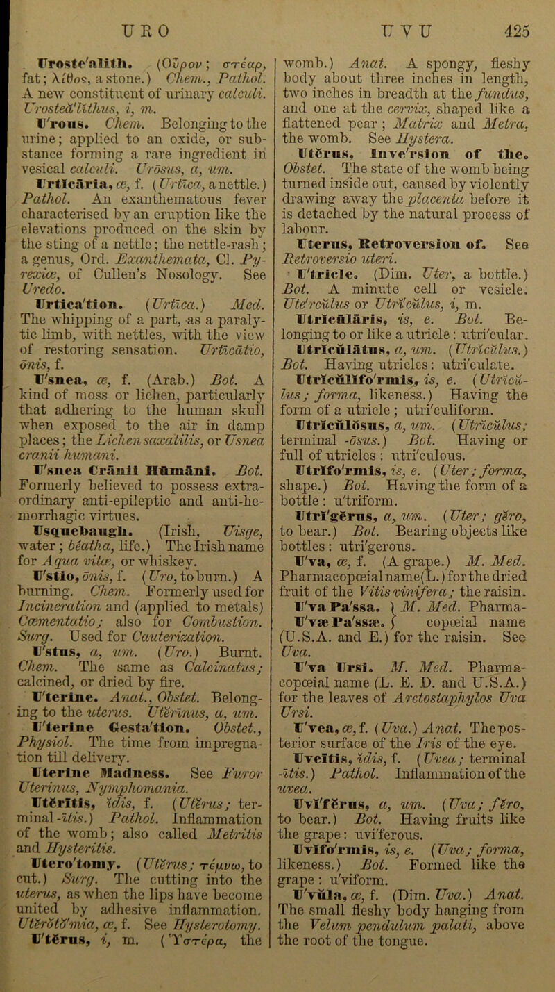 Vrosfc'alitli. (Ovpov; a-'reap, fat; \Wo<s, a stone.) Chem., Pathol. A neAv constituent of iirinary calculi. UrosteWllthus, i, m. lJ'roii.s. Chem. Belonging to the urine; applied to an oxide, or sub- stance forming a rare ingredient in vesical calculi. Urosus, a, um. Urticaria, ce, f. (Urtlca, a nettle.) Pathol. An exantliematoiis fever characterised by an eruption like the elevations produced on the skin by the sting of a nettle; the nettle-rash; a genus, Ord. Exanthemata, Cl. Py- rexioe, of Cullen’s Nosology. See Credo. Urtica'tlon. {Urtlca.) Med. The whipping of a part, as a paraly- tic limb, with nettles, with the view of restoring sensation. Urtlcdtio, dnis, f. U'snea, ce, f. (Arab.) Bot. A kind of moss or lichen, particularly that adhering to the himian skull when exposed to the air in damp places; the Lichensaxatilis, or Usnea cranii huniani. U'snea Crilnii nuniiini. Bot. Formerly believed to possess extra- ordinary anti-epileptic and anti-he- moiThagic virtues. Usquebaugh. (Irish, Uisge, water; heatha, life.) The Irish name for Aqiia vitce, or whiskey. U'stio, oww, f. (t^ro, tobum.) A burning. Chem. Formerly used for Incineration and (apj)lied to metals) Coementatio; also for Combustion. Sitrg. Used for Cauterization. U'stns, a, um. {Uro.) Burnt. Chem. The same as Calcinatus; calcined, or dried by fire. U'terlne. Anat., Obstet. Belong- ing to the uterus. Uterlnus, a, um. U'terlne desta'tion. Obstet., Physiol. The time from impregna- tion till delivery. Uterine Madness. See Furor Uterinus, Nymphomania. UtCrItls, xdis, f. {Uth'us; ter- minal-^^w.) Pathol, Inflammation of the womb; also called Metritis and Ilysteritis. Utero'toniy. (Uterus; Teyvco, to cut.) Burg. The cutting into the uterus, as when the lips have become united by adhesive inflammation. UUrotH'mia, ce, f. See Hysterotomy. U'tSrns, i, m. ('YoTTcpa, the womb.) Anat. A spongy, fleshy body about three inches in length, two inches in breadth at the fundxis, and one at the cervix, shaped like a flattened pear ; Matrix and Metra, the womb. See Hystera. Utgrns, Inve'rslon of the. Obstet. The state of the womb being turned inside out, caused by violently drawing away placenta before it is detached by the natural process of labour. Uterus, Retroversion of. See Retroversio utenri. • U'trlcle. (Dim. Uter, a bottle.) Bot. A minute cell or vesicle. Ute'rcuhis or Utrl'culus, i, m. Utricfilarls, is, e. Bot. Be- longing to or like a utricle: utri'cular. Utrlculatiis, cc, um. (Utrlcuhis.) Bot. Having utricles: utri'culate. Utricullfo'rmis, w, e. {Utrlcu- lus ; forma, likeness.) Having the form of a utricle ; utri'euliform. Utrlculllsns, a, um. (Utrlculus; terminal -dsus.) Bot. Having or full of utricles : utri'culous. Utrlfo'rmis, is, e. (Uter; forma, shape.) Bot. HaAung the form of a bottle: u'triform. Utrl'ggrns, a, um. (Uter; g'iro, to bear.) Bot. Bearing objects like bottles: utri'gerous. U'va, ce, f. (A grape.) M. Med. Pharmacopceialname(L.) for the dried fruit of the Vitisvinifera; the raisin. U'vaPa'ssa. \M. Med. Phaima- U'vae Pa'ssae. ) copoeial name (U.S.A. and E.) for the raisin. See Uva. U'va Ur si. M. Med. Phaima- copoeial name (L. E. D. and U.S.A.) for the leaves of Arctostaphylos Uva Ursi. U'vea, flg,f. {Uva.) Anat. The pos- terior surface of the Iris of the eye. Uveitis, %dis, f. {Uvea; terminal -Itis.) Pathol. Inflammation of the uvea. UvI'fCrns, a, um. {Uva; f^ro, to bear.) Bot. Having fruits like the grape: uviTerous. Uvifo'rmis, is, e. {Uva; forma, likeness.) Bot. Formed like the grape: u'viform. U'vula,cc, f. (Dim. Um.) Anat. The small fleshy body hanging from the Velum pendulum palati, above the root of the tongue.