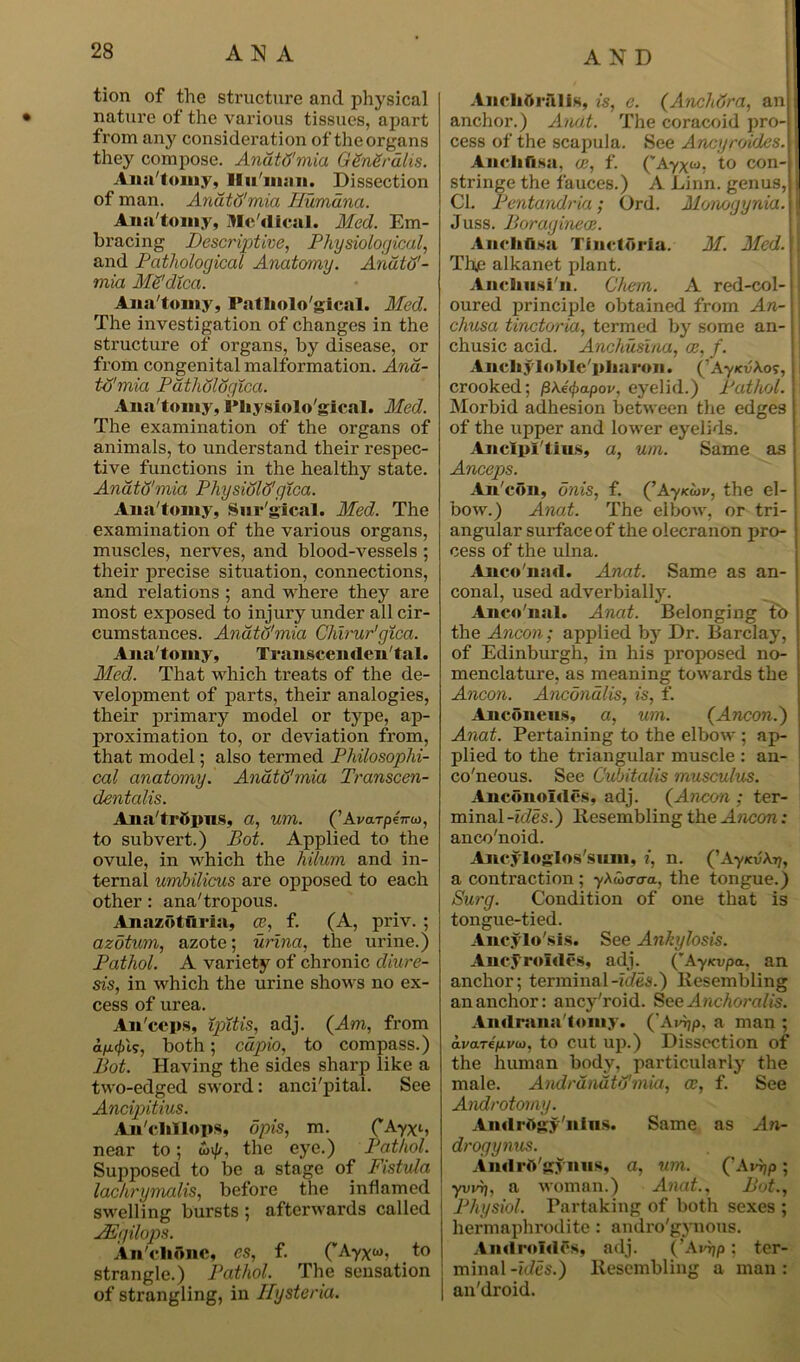 tion of the structure and physical nature of the various tissues, apart from any consideration of theorgans they compose. Anatd'mia GSnSrulis. Ana tomy, Human. Dissection of man. Anatd'mia Humana. Aiiii'tomy, Me'dical. Med. Em- bracing Descriptive, Physiological, and Pathological Anatomy. Andtd'- mia MSdica. Ana tomy, Pathological. Med. The investigation of changes in the structure of organs, by disease, or from congenital malformation. Ana- td'mia Pathdldgica. Ana tomy, Physiolo gical. Med. The examination of the organs of animals, to understand their respec- tive functions in the healthy state. Anatd'mia Physidld'gica. Ana'tomy, Surgical. Med. The examination of the various organs, muscles, nerves, and blood-vessels ; their precise situation, connections, and relations ; and where they are most exposed to injury under all cir- cumstances. Anatd'mia Chirur'gica. Ana'tomy, Transcendental. Med. That which treats of the de- velopment of parts, their analogies, their primary model or type, ap- proximation to, or deviation from, that model; also tei’med Philosophi- cal anatomy. Anatd'mia Transcen- dentalis. Ana'trftpus, a, um. (’AvarpeVo), to subvert.) Pot. Applied to the ovule, in which the liilum and in- ternal umbilicus are opposed to each other: ana'tropous. Anazoturia, ce, f. (A, priv. ; azotum, azote; urina, the urine.) Pathol. A variety of chronic diure- sis, in which the urine shows no ex- cess of urea. An/ceps, ipitis, adj. (Am, from ap.<£Is, both; cdpio, to compass.) Pot. Having the sides sharp like a two-edged sword: anci'pital. See Ancipitius. An'clillops, apis, m. C^yxL, near to; the eye.) Pathol. Supposed to be a stage of Fistula lachrymalis, before the inflamed swelling bursts ; afterwards called JEgilops. An'chonc, es, f. (rAyx^, to strangle.) Pathol. The sensation of strangling, in Hysteria. AND ; Anclifti-nlis, is, e. (Anchdra, an ; anchor.) Anat. The coracoid pro- j cess of the scapula. See Ancyroides. Ancliftsa. ce, f. (’Ayx&j, to con- stringe the fauces.) A Linn, genus, j Cl. Pentandria; Ord. Monogynia. j Juss. Poragineae. An (lifts a TJnctftria. M. Med. j: Tl\e alkanet plant. Ancliusi'n. Chem. A red-col-1 oured principle obtained from An- chusa tinctoria, termed by some an- chusic acid. Anchusina, ce, f. Ancliylolde'pliaron. (’AyKv'Ao?, I crooked; /3Xe<f>apov, eyelid.) Pathol. Morbid adhesion between the edges of the upper and lower eyelids. Anclpl'tius, a, um. Same as Anceps. An'con, onis, f. (’Aykiov, the el- bow.) Anat. The elbow, or tri- angular surface of the olecranon pro- cess of the ulna. Anco'nad. Anat. Same as an- conal, used adverbially. Anco'nal. Anat. Belonging to the Ancon; applied by Dr. Barclay, of Edinburgh, in his proposed no- menclature, as meaning towards the Ancon. Anconalis, is, f. Anconeus, a, um. (Ancon.') Anat. Pertaining to the elbow ; ap- plied to the triangular muscle : an- co'neous. See Cubitalis musculus. Anconoldes, adj. (Ancon ; ter- minal -ides.) llesembling the Ancon: anco'noid. Aneyloglos'sum, n. (’AyxuArj, a contraction ; yACoa-aa, the tongue.) Surg. Condition of one that is tongue-tied. Aneylo'sis. See Ankylosis. Ancyroides, adj. (’Ayicvpaan anchor; terminal-idea.) Kesembling an anchor: ancy'roid. S ce Anchor alls. Andrana'lomy. (’Avijp, a man ; avaTefivo), to cut up.) Dissection of the human body, particularly the male. Andranatd'mia, ce, f. See Androtomy. Andrftgy'nins. Same as An- drogynus. Andrft'gynus, a, um. (’A»%>; yucrj, a woman.) Anat., Pot., Physiol. Partaking of both sexes ; hermaphrodite : andro'gynous. Androldes, adj. (’Avijp; ter- minal -ides.) llesembling a man : | an'droid.