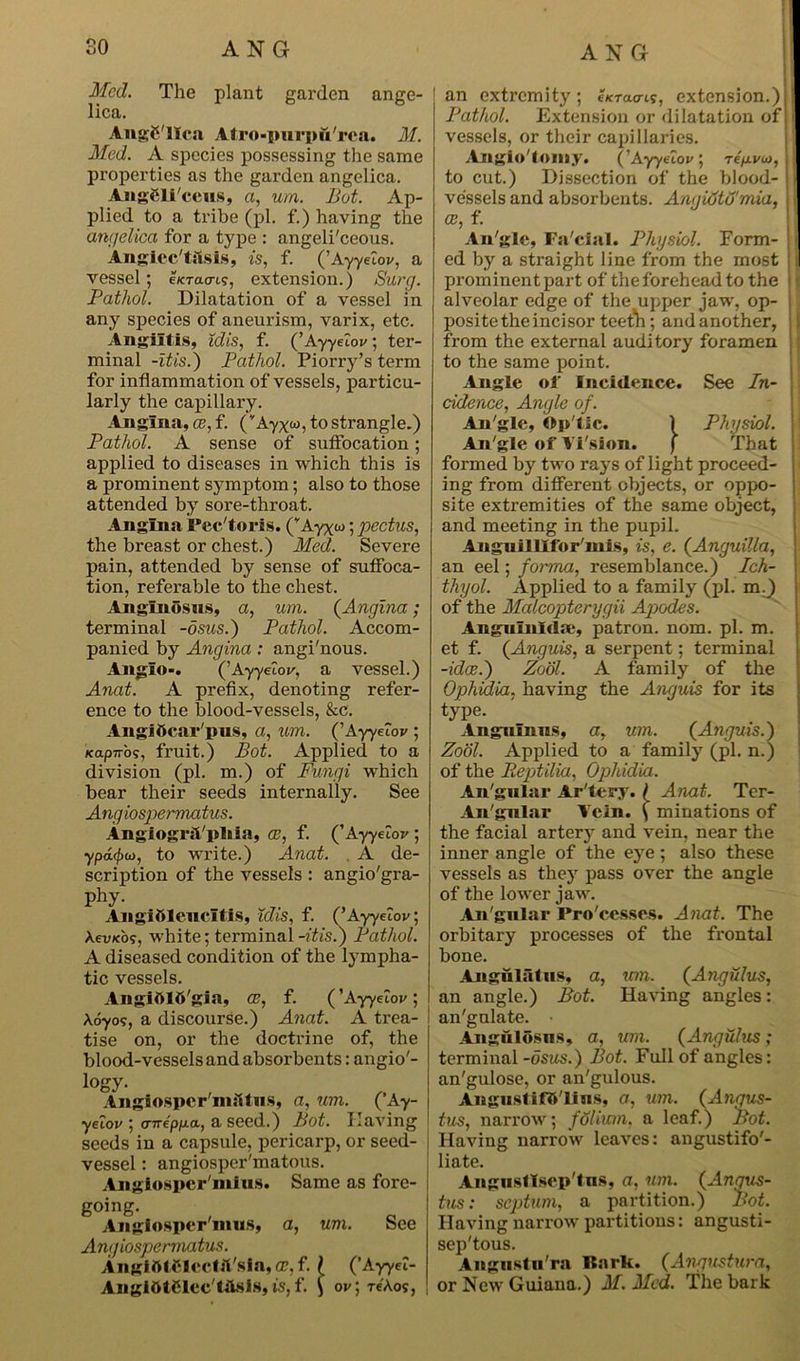 Med. The plant garden ange- lica. AngC'lIca Atr o-purpurea. M. Med. A species possessing the same properties as the garden angelica. Angfili'ceus, a, um. Bat. Ap- plied to a tribe (pi. f.) having the angelica for a type : angeli'ceous. Anglec'tstsis, is, f. (' Ayyeiov, a vessel; e/cracn?, extension.) Surg. Pathol. Dilatation of a vessel in any species of aneurism, varix, etc. Angiitis, idis, f. (’Ayyeiov; ter- minal -itis.) Pathol. Piorry’s term for inflammation of vessels, particu- larly the capillary. Angina, ce, f. (vAyx«j, to strangle.) Pathol. A sense of suffocation; applied to diseases in which this is a prominent symptom; also to those attended by sore-throat. Angina Pec'toris. (’Ayxw; pectus, the breast or chest.) Med. Severe pain, attended by sense of suffoca- tion, referable to the chest. Anglnosns, a, urn. (.Angina; terminal -osus.) Pathol. Accom- panied by Angina : angi'nous. Anglo-. (’Ayyetov, a vessel.) Anat. A prefix, denoting refer- ence to the blood-vessels, &c. Angittcar'pus, a, urn. ('AyyAov ; xapTrbs, fruit.) Bot. Applied to a division (pi. m.) of Fungi which bear their seeds internally. See Angiospermatus. Angiogr&'pliia, ce, f. (' AyyAov; ypacfxi), to write.) Anat. A de- scription of the vessels : angio'gra- Phy- Angibleueltis, idis, f. CAyyAov; kevKos, white; terminal -itis.) Pathol. A diseased condition of the lympha- tic vessels. Angi&lO'gia, ce, f. ('Ayyelov, A.oyo5, a discourse.) Anat. A trea- tise on, or the doctrine of, the blood-vessels and absorbents: angio'- lQgy- Angiospermatus, a, um. ( Ay- yetov ; crnepixo., a seed.) Bot. Having seeds in a capsule, pericarp, or seed- vessel : angiosper'matous. Angiosper'mius. Same as fore- ! going- _ Angiospcrmus, a, um. See Angiospermatus. AngitttClectft'sia, a?, f. ( (’AyyeZ- AnglOtglec tilsIs, is, f. ) ov; re'Aos, an extremity; e^rao-is, extension.) Pathol. Extension or dilatation of vessels, or their capillaries. Angio'tomy. ('Ayyelov ; Tefxvu), to cut.) Dissection of the blood- vessels and absorbents. Angidtu'mia, ce, f. An'gle, Fa'cial. Physiol. Form- ed by a straight line from the most prominent part of the forehead to the alveolar edge of the upper jaw, op- posite the incisor teeth; andanother, from the external auditory foramen to the same point. Angle of Incidence. See In- cidence, Angle of. An'gle, Op'tlc. 1 Physiol. An'gle of Yi'sion. f That formed by two rays of light proceed- ing from different objects, or oppo- site extremities of the same object, and meeting in the pupil. Anguilllfor'mis, is, e. (Anguilla, an eel; forma, resemblance.) Ich- thyol. Applied to a family (pi. m.) of the Malcopterygii Apodes. Angulnlda*, patron, nom. pi. m. et f. (Anguis, a serpent; terminal -idee.) Zool. A family of the Ophidia, having the Anguis for its type. Angnlnns, a, um. (Anguis.) Zool. Applied to a family (pi. n.) of the Reptilia, Ophidia. An'gular Ar'tery. i Anat. Ter- An'gnlar Vein. \ minations of the facial artery and vein, near the inner angle of the eye ; also these vessels as they pass over the angle of the lower jaw. An'gular Pro'ccsses. Anat. The orbitary processes of the frontal bone. Angulatus, a, um. (Angulus, an angle.) Bot. Having angles: an'gnlate. Anguldsns, a, um. (Angulus; terminal -osus.) Bot. Full of angles: an'gulose, or an'gulous. AngustifB'lins, a, um. (Augus- tus, narrow; folium. a leaf.) Bot. Having narrow leaves: angustifo'- liate. Angusllsep'tns, a, um. (Augus- tus: septum, a partition.) Bot. Having narrow partitions: angusti- sep'tous. Angustu'ra Bark. (Angustura, or New Guiana.) M. Med. The bark