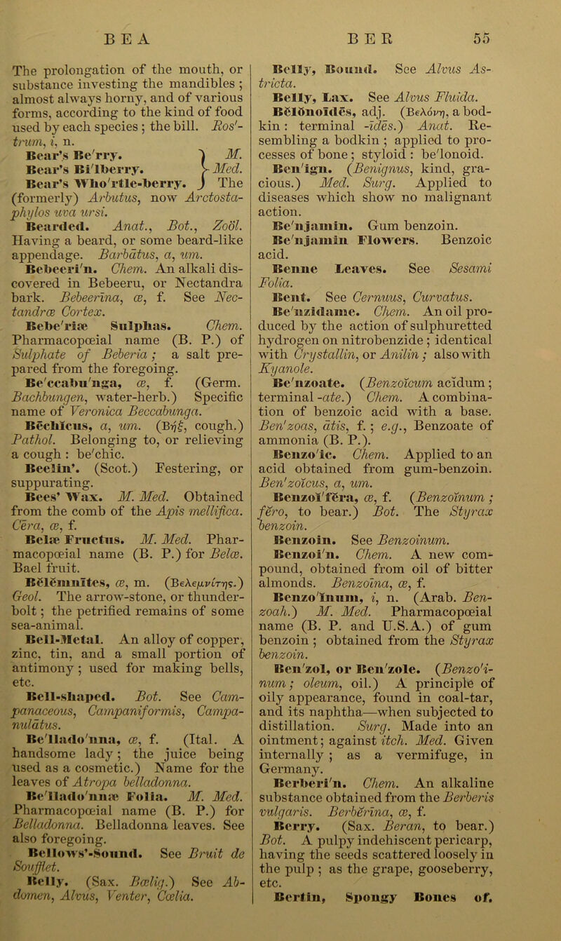 The prolongation of the mouth, or substance investing the mandibles ; almost always horny, and of various forms, according to the kind of food used by each species ; the bill. Pos'- trum, i, n. Bear’s Be rry. 1 M. Bear’s Bilberry. > Med. Bear’s Who'rt le-herry. J The (formerly) Arbutus, now Arctosta- phylos uva ursi. Bearded. Anat., Bot., Zool. Having a beard, or some beard-like appendage. Barbdtus, a, um. Beheeri'n. diem. An alkali dis- covered in Bebeeru, or Nectandra bark. Bebeerina, ce, f. See Nec- tandree Cortex. Behe'riae Sulphas. diem. Pharmacopoeia! name (B. P.) of Sulphate of Beberia; a salt pre- pared from the foregoing. Be'ccahu'nga, ce, f. (Germ. Bachbungen, water-herb.) Specific name of Veronica Beccabunga. BechXcus, a, um. (Brjf, coitgh.) Pathol. Belonging to, or relieving a cough : be'chic. Beelin’. (Scot.) Festering, or suppurating. Bees’ Wax. M. Med. Obtained from the comb of the Apis mellifica. Cera, ce, f. Bel.e Friictus. M. Med. Phar- macopoeial name (B. P.) for Belce. Bael fruit. BCACnmltes, ce, m. (BeAeju.Ar^s.) Geol. The arrow-stone, or thunder- bolt ; the petrified remains of some sea-animal. Bell-Metal. An alloy of copper , zinc, tin, and a small portion of antimony ; used for making bells, etc. Bell-shaped. Bot. See Cam- panaceous, Campaniformis, Campa- nulatus. Be llado nna, ce, f. (Ital. A handsome lady; the juice being used as a cosmetic.) Name for the leaves of Atropa belladonna. Bell ado'nine Folia. M. Med. Pharmacopoeial name (B. P.) for Belladonna. Belladonna leaves. See also foregoing. Bellows’-Sounrt. See Bruit de Soufflet. Belly. (Sax. Bcelig.) See Ab- dornen, Alvus, Venter, Ccelia. Belly, Bound. See Alvus As- tricta. Belly, Lax. See Alvus Fluicla. Belftnoldes, adj. (BeAovrj, a bod- kin : terminal -ides.) Anat. Re- sembling a bodkin ; applied to pro- cesses of bone ; styloid : be'lonoid. Benign. (Benignus, kind, gra- cious.) Med. Surg. Applied to diseases which show no malignant action. Be'njainin. Gum benzoin. Belijamin Flowers. Benzoic acid. Benne Leaves. See Sesami Folia. Bent. See Cernuus, Curvatus. Be'n/ldamc. Chem. An oil pro- duced by the action of sulphuretted hydrogen on nitrobenzide ; identical with Crystallin, or Anilin ; also with Kyanole. Be'nzoate. (Benzoicum acidum; terminal -ate.) Chem. A combina- tion of benzoic acid with a base. Ben'zocis, atis, f. ; e.g., Benzoate of ammonia (B. P.). Benzole. Chem. Applied to an acid obtained from gum-benzoin. Ben'zoicus, a, um. Benzoilera, ce, f. (BenzoXnum ; fero, to bear.) Bot. The Styrax benzoin. Benzoin. See Benzoinum. Benzoi'n. Chem. A new com- pound, obtained from oil of bitter almonds. Benzoina, ce, f. Benzoinum, i, n. (Arab. Ben- zoah.) M. Med. Pharmacopoeial name (B. P. and U.S.A.) of gum benzoin ; obtained from the Styrax benzoin. Ben'zol, or Ben'zole. (Benzo'i- num; oleum, oil.) A principle of oily appearance, found in coal-tar, and its naphtha—when subjected to distillation. Surg. Made into an ointment; against itch. Med. Given internally ; as a vermifuge, in Germany. Berheri'n. Chem. An alkaline substance obtained from the Berberis vulgaris. Berberina, ce, f. Berry. (Sax. Beran, to bear.) Bot. A pulpy indehiscent pericarp, having the seeds scattered loosely in the pulp ; as the grape, gooseberry, etc. Berlin, Spongy Bones of.