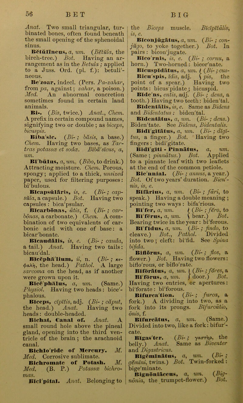 Anat. Two small triangular, tur- binated bones, often found beneath the small opening of the sphenoidal sinus. BCtulineus, a, um. (BStula, the birch-tree.) Bot. Having an ar- rangement as in the Betula ; applied to a Juss. Ord. (pi. f.): betuli'- neous. Be'zoar, indecl. (Pers. Pa-zahar, from pa, against; zahar, a poison.) Med. An abnormal concretion sometimes found in certain land animals. Bi-. (Bis, twice.) Anat., Chem. A prefix in certain compound names, signifying two or double ; as biceps, bicuspis. Biba'sic. (Bi- ; basis, a base.) Chem. Having two bases, as Tar- tras potassce et sodce. BXba'sXcus, a, um. Bi'bulus, a, um. (Bibo, to drink.) Attracting moisture. Chem. Porous, spongy; applied to a thick, unsized paper, used for filtering purposes : bi'bulous. BIcapsularis, is, e. (Bi-; cap- sula, a capsule.) Bot. Having two capsules: bica'psular. BIcarbbnas, atis, f. (Bi- ; car- bonas, a carbonate.) Chem. A com- bination of two equivalents of car- bonic acid with one of base: a bicar'bonate. BIcaudalis, is, e. (Bi-; cauda, a tail.) Anat. Having two tails : bicau'dal. Blcfphil'linm, ii, n. (Bi- ; <e- <f>a\r), the head.) Pathol. A large sarcoma on the head, as if another were grown upon it. BIcS'pliAlns, a, um. (Same.) Physiol. Having two heads : bice'- phalous. Bleeps, cXpXtis, adj. (Bi- ; caput, the head.) Anat. Having two heads: double-headed. Bichat, Canal of. Anat. A small round hole above the pineal gland, opening into the third ven- tricle of the brain ; the arachnoid canal. Bichlo'ridc of Mercury. M. Med. Corrosive sublimate. Bichromate of Potash. M. Med. (B. P.) Potassa; bichro- mas. Bici pital. Anat. Belonging to the Biceps muscle. BXcXpXtdlis, is, e. BIcon jugatiis, a, um. (Bi- ; con- juyo, to yoke together.) Bot. In pairs : bicon'jugate. Bleo'rnis, is, e. (Bi- ; cornu, a horn.) Two-horned: bicor'nate. Blciispldntus, a, um. I (Bi- ;cus- Bicu'spis, Xdis, adj. ( pis, the point of a spear.) Having two points : bicus'pidate ; bicuspid. Bide'ns, entis, adj. (Bi- ; dens, a tooth.) Having two teeth: biden'tal. Bldcntiilis, is, e. Same as Bidens and Bidentatus: biden'tal. Bldentatus, a, um. (Bi- ; dens.) Biden'tate. See Bidens, Bidentalis. Bidl'gltatus, a, um. (Bi- ; dXgX- tus, a finger.) Bot. Having two fingers : bidi'gitate. Bldl'glti - Pinnatus, a, um. (Same; pinnatus.) Bot. Applied to a pinnate leaf with two leaflets at the end of the common petiole. Bie'nnial. (Bi- ; annus, a year.) Bot. Of two years’ duration. Bien'- nis, is, e. Bliarius, a, um. (Bi- ; fari, to speak.) Having a double meaning ; pointing two ways : bifa'rious. Bi'fer, a, um. I (Bi- ; fero, to Bl'ffirus, a, um. ) bear.) Bot. Bearing twice in the year: bi'ferous. Bl'fldus, a, um. (Bi- ; findo, to cleave.) Bot., Pathol. Divided into two ; cleft: bi'fid. See Spina bifida. Biflorns, a, um. (Bi-; flos, a flower.) Bot. Having two flowers: biflo'rous, or biflo'rate. Biforatns, a, um. I (Bi- ; fores, a Bl'fbrus, a, um. J door.) Bot. Having two entries, or apertures: bi'forate: bi'forous. Bifurcation. (Bi-; furca, a fork.) A dividing into two, as a fork into its prongs. BXfurcatio, dnis, f. BIfurcatus, a, um. (Same.) Divided into two, like a fork: bifur'- cate. BIgas'tcr. (Bi-; yaarrjp, the belly.) Anat. Same as Biventer and Digastricus. Bigeminal us. a, um. (Bi- ; gSmXni, twins.) Bot. Twin-forked : bige'minate. Bignfmiaccns, a, um. (Big- nonia, the trumpet-flower.) Bot.