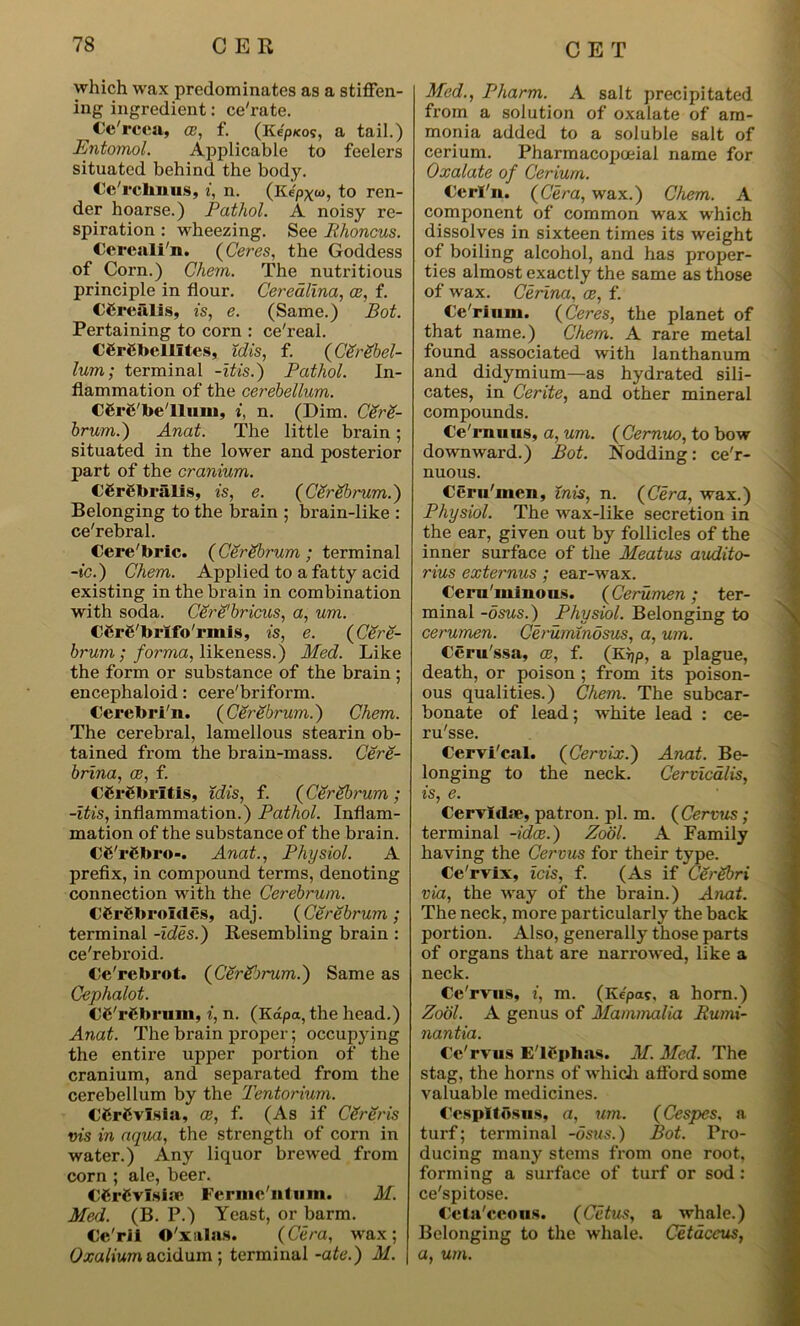 which wax predominates as a stiffen- ing ingredient: ce'rate. Ce'rcea, ce, f. (Kepxos, a tail.) Entomol. Applicable to feelers situated behind the body. Ce'rchnus, i, n. (Kepx&>, to ren- der hoarse.) Pathol. A noisy re- spiration : wheezing. See Rhoncus. Cereali'n. (Ceres, the Goddess of Corn.) Chem. The nutritious principle in flour. Cerealina, ce, f. CCrealis, is, e. (Same.) Bot. Pertaining to corn : ce'real. C6r£bellltes, idis, f. (Cerebel- lum; terminal -itis.) Pathol. In- flammation of the cerebellum. CM'be'llum, i, n. (Dim. Cere- brum.') Anat. The little brain ; situated in the lower and posterior part of the cranium. Cgrebralis, is, e. (Cerebrum.) Belonging to the brain ; brain-like : ce'rebral. Cere'bric. (Cgrgbrum ; terminal -ic.) Chem. Applied to a fatty acid existing in the brain in combination with soda. Cere'bricus, a, um. CCrg'brlfo'rmis, is, e. (Cere- brum ; forma, likeness.) Med. Like the form or substance of the brain ; encephaloid: cere'briform. Cerebri'n. (Cerebrum.) Chem. The cerebral, lamellous stearin ob- tained from the brain-mass. Cere- brina, ce, f. CSrSbrltis, idis, f. (Cgrgbrum ; -itis, inflammation.) Pathol. Inflam- mation of the substance of the brain. Cfi'rfibro-. Anat., Physiol. A prefix, in compound terms, denoting connection with the Cerebrum. CCrCbroIdes, adj. (Cgrgbrum; terminal -ides.) Resembling brain : ce'rebroid. Ce'rebrot. (C'grg'jrum.) Same as Cephalot. CC'rfibrum, i, n. (Kdpa, the head.) Anat. The brain proper; occupying the entire upper portion of the cranium, and separated from the cerebellum by the Tentorium. CCrCvSsia, ce, f. (As if Cgrgris vis in aqua, the strength of corn in water.) Any liquor brewed from corn ; ale, beer. CfirSvisia! Ferme'ntum. M. Med. (B. P.) Yeast, or barm. Ce'rii O'xulas. (Cera, wax; Oxalium acidum ; terminal -ate.) M. Med., Pharm. A salt precipitated from a solution of oxalate of am- monia added to a soluble salt of cerium. Pharmacopceial name for Oxalate of Cerium. Cerl'n. (Cera, wax.) Chem. A component of common wax which dissolves in sixteen times its weight of boiling alcohol, and has proper- ties almost exactly the same as those of wax. Cerina, ce, f. Cc'rium. (Ceres, the planet of that name.) Chem. A rare metal found associated with lanthanum and didymium—as hydrated sili- cates, in Cerite, and other mineral compounds. Ce'rnuus, a, um. (Cernuo, to bow downward.) Bot. Nodding: ce'r- nuous. Ceru'men, inis, n. (Cera, wax.) Physiol. The wax-like secretion in the ear, given out by follicles of the inner surface of the Meatus audito- rius externus ; ear-wax. Ceru'miuous. (Cerumen; ter- minal -dsus.) Physiol. Belonging to cerumen. Ceruminosus, a, um. Ceru'ssa, ce, f. (Krjp, a plague, death, or poison ; from its poison- ous qualities.) Chem. The subcar- bonate of lead; white lead : ce- ru'sse. Cervi'cal. (Cervix.) Anat. Be- longing to the neck. Cervicalis, is, e. Cervldflc, patron, pi. m. (Cervus; terminal -idee.) Zool. A Family having the Cervus for their type. Ce'rvix, ids, f. (As if Cgrgbri via, the way of the brain.) Anat. The neck, more particularly the back portion. Also, generally those parts of organs that are narrowed, like a neck. Ce'rvus, i, m. (Kepa?, a horn.) Zool. A genus of Mammalia Rumi- nantia. Ce'rvus E'lephas. M. Med. The stag, the horns of which afford some valuable medicines. CespUbsus, a, um. (Cespes. a turf; terminal -dsus.) Bot. Pro- ducing many stems from one root, forming a surface of turf or sod : ce'spitose. Ceta'ccous. (Cetus, a whale.) Belonging to the whale. Cetaceus, a, um.