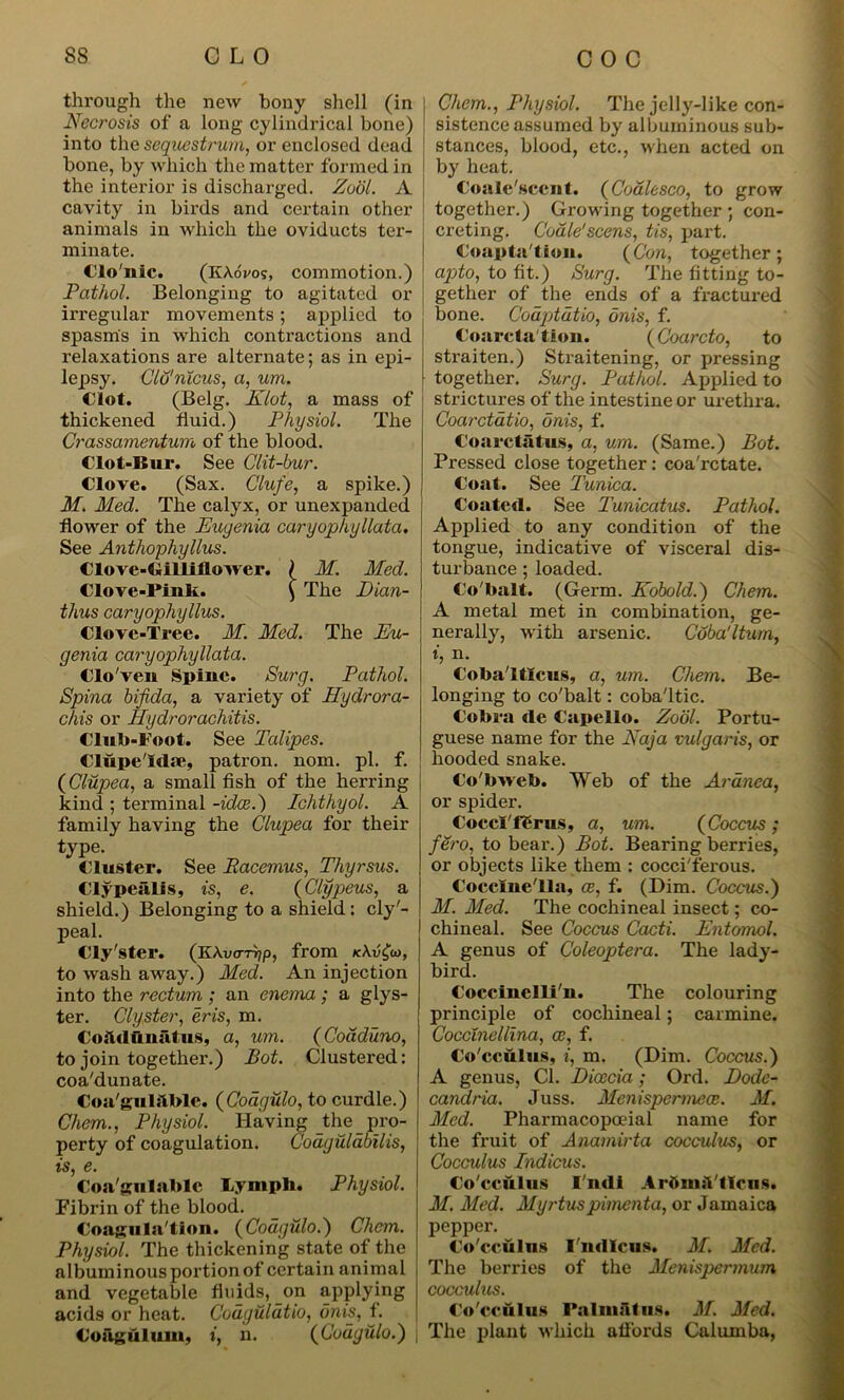 through the new bony shell (in Necrosis of a long cylindrical bone) into the sequestrum, or enclosed dead bone, by which the matter formed in the interior is discharged. Zodl. A cavity in birds and certain other animals in which the oviducts ter- minate. Clo'nic. (EAoros, commotion.) Pathol. Belonging to agitated or irregular movements; applied to spasm's in which contractions and relaxations are alternate; as in epi- lepsy. Clu'nicus, a, urn. Clot. (Belg. Klot, a mass of thickened fluid.) Physiol. The Crassamentum of the blood. Clot-Bur. See Clit-bur. Clove. (Sax. Clufe, a spike.) M. Med. The calyx, or unexpanded flower of the Eugenia caryophyllata. See Anthophyllus. Clove-Billiflower. ( M. Med. Clove-Pink. ) The Dian- thus caryophyllus. Clove-Tree. M. Med. The Eu- genia caryophyllata. Clo'ven Spiuc. Surg. Pathol. Spina bifida, a variety of Hydrora- chis or Hydrorachitis. Club-Foot. See Talipes. ClupeTdae, patron, nom. pi. f. (Clupea, a small fish of the herring kind ; terminal -idee.) Ichthyol. A family having the Clupea for their type. Cluster. See Pacemus, Thyrsus. Clypeiilis, is, e. (Clypeus, a shield.) Belonging to a shield: cly'- peal. Cly'ster. (K\varijp, from k\u£o>, to wash away.) Med. An injection into the rectum ; an enema ; a glys- ter. Clyster, eris, m. CoAdfinal us, a, um. (Coaduno, to join together.) Pot. Clustered: coa'dunate. Coa'gubtble. (Coagulo, to curdle.) Chem., Physiol. Having the pro- perty of coagulation. Coagulabilis, is, e. Coa'gulablc Lympli. Physiol. Fibrin of the blood. Coagula'tion. (Coagulo.) Chem. Physiol. The thickening state of the albuminous portion of certain animal and vegetable fluids, on applying acids or heat. Cod.gula.tio, unis, f. Coaguluiu, i, n. (Coagulo.) Chem., Physiol. The jelly-like con- sistence assumed by albuminous sub- stances, blood, etc., when acted on by heat. Coale'sccnt. (Codlesco, to grow together.) Growing together ; con- | creting. Codle'scens, tis, part. Coapta'tion. (Con, together; apto, to fit.) Surg. The fitting to- gether of the ends of a fractured bone. Coaptdtio, dnis, f. Coarctation. (Coarcto, to straiten.) Straitening, or pressing together. Surg. Pathol. Applied to strictures of the intestine or urethra. Coarctdtio, dnis, f. Coarctatus, a, urn. (Same.) Pot. Pressed close together: coa'rctate. Coat. See Tunica. Coated. See Tunicatus. Pathol. Applied to any condition of the tongue, indicative of visceral dis- turbance ; loaded. Co'balt. (Germ. Kobold.) Chem. A metal met in combination, ge- nerally, with arsenic. Cdba'ltum, t, n. Coba'lticus, a, um. Chem. Be- longing to co'balt: coba'ltic. Cobra de Capello. Zodl. Portu- guese name for the Naja vulgaris, or hooded snake. Co'bweb. Web of the Ardnea, or spider. CoccI'fSrus, a, um. (Coccus; fero, to bear.) Pot. Bearing berries, or objects like them : cocci'ferous. Cocclnc'lla, os, f. (Dim. Coccus.) M. Med. The cochineal insect; co- chineal. See Coccus Cacti. Entomol. A genus of Coleoptera. The lady- bird. Coceiuelli'n. The colouring principle of cochineal; carmine. Cocclnellina, as, f. Co'cculus, i, m. (Dim. Coccus.) A genus, Cl. Dioecia; Ord. Dode- candria. Juss. Menispermeas. M. Med. Pharmacopceial name for the fruit of Anamirta cocculus, or Cocculus Indicus. Co'cculus I'udi Arbniit'tlcns. M. Med. Myrtuspimenta, or Jamaica pepper. Co'cculus I'ndlcus. M. Med. The berries of the Menispermum cocculus. Co'cculus PaliuFitus. M. Med. The plant which affords Calumba,