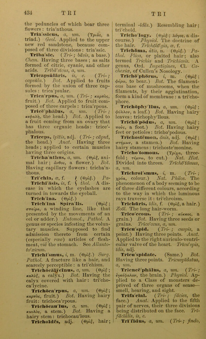 the peduncles of which bear three liowers : tria'nthous. Tria'sslcus, a, um. (Tpux?, a triad.) Geol. Applied to the upper new red sandstone, because com- posed of three divisions : tria'ssic. Triba'slc. ( Tri- ; basis, a base.) Chem. Having three bases ; as salts formed of citric, cyanic, and other acids. Trtbd'sicus, a, um. Tricapsularis, is, e. {Tri-; capsula.) Bot. Applied to fruits formed by the union of three cap- sules : trica'psular. Trica'rpns, a, um. {Tri- ; Kapnos, fruit.) Bot. Applied to fruit com- posed of three carpels : trica'rpous. Tricft'plialus, a, um. (Tri-; icecjxiKr), the head.) Bot. Applied to a fruit coming from an ovary that has three organic heads: trice'- phalous. Triceps, ipitis, adj. ( Tri-; caput, the head.) Anat. Having three heads; applied to certain muscles having three origins. Triclia'ntlms, a, um. (®pi£, ani- mal hair; av6os, a flower.) Bot. Having capillary flowers : tricha'n- thous. Trl'eliia, oe, f. ) (0pi£.) Pa- Trlclii'asis, is, f. ( tliol. A dis- ease in which the eyelashes are turned in towards the eyeball. Triclfina. (®pi£.) Tricli'isia Spira'lis. (0pl£; crv-eCpa, a winding line, like that presented by the movements of an eel or adder.) Entomol., Pathol. A genus or species infesting the volun- tary muscles. Supposed to find admission thereto from certain (especially raw) articles of flesh- meat, via the stomach. See Allanto- to'xicum. Trlclii'smus, i, m. (0pi£.) Surrj. Pathol. A fracture like a hair, and scarcely perceptible : a tri'chism. Trlchftc&lyclnus, a, um. {&pl£ ; ko\v£, a calyx.) Bot. Having the calyx covered with hair: tri'cho- ca'lycine. Trlcliftca'rpus, a, um. (©pif; Kapiro?, fruit.) Bot. Having hairy fruit: trichoca'rpous. Trlcliftc.au Ins, a, um. (©pl£; KavtCos, a stem.) Bot. Having a hairy stem : trichocau'lous. Trlclioidcs, adj. (®pi£, hair; terminal -idesA Resembling hair ; tri'choid. Trlclio'Iojjy. (0pi£ ; \oyos, a dis- course.) Physiol. The doctrine of the hair. Trlchdlfff/ia, ce, f. Trlchftina, atis, n. (©pi£.) Pa- thol. Plica, or plaited hair; also termed Trichia and Trichiasis. A genus, Ord. Impetigines, Cl. Ca- chexia}, of Cullen’s Nosology. Trlclift'pltftras, i, m. (0pi£; 4>epo>, to bear.) Bot. The filament- ous base of mushrooms, when the filaments, by their agglutination, form a kind of membrane : a tri'cho- phore. Trlcliftpliy'llns, a, um. (®pi£ ; $■6Wov, a leaf.) Bot. Having hairy leaves: trichophy'llous. Trlclift'pftdus, a, um. (&pl£; 7rovs, a foot.) Bot. Having hairy feet or petioles : tricho'podous. Tricliostcnion, dnis, adj. (0plf; arfiu^v, a stamen.) Bot. Having hairy stamens: trichoste'monine. Trlclio'tomous. (Tpiya, three- fold ; T6/ii/aj, to cut.) Nat. Hist. Divided into threes. Trichd'tdmus, a, um. Tricliroi'smns, i, m. (Tri- ; xpoa, colour.) Nat. Philos. The phenomenon of a body seeming to be of three different colours, according to the way in which the luminous rays traverse it: tri'chroism. Tricliuris, idis, f. (0pl£, a hair.) Zool. The long hair-worm. Trico'ccous. (Tri- ; kokkos, a grain.) Bot. Having three seeds or grains. Trico'ccus, a, um. Tricu'spid. (Tri- ; cuspis, a point.) Having three points. Anat. Applied to the right auriculo-ventri- cular valve of the heart. Trlcu'spis, idis, adj. Tricu'spidate. (Same.) Bot. Having three points. Tricuspidatus, a, um. Trlcncft'pliftlus, a, um. {Tri- ; eyKeQaXov, the brain.) Physiol. Ap- plied to a Class of monsters de- prived of three organs of sense— smell, hearing, and sight. Trifa'cial. {Tri-; facies, the face.) Anat. Applied to the fifth pair of nerves, their three divisions being distributed on the face. Trl- facidlis, is, e. Tri'fid us, a, um. {Tri-; findo,