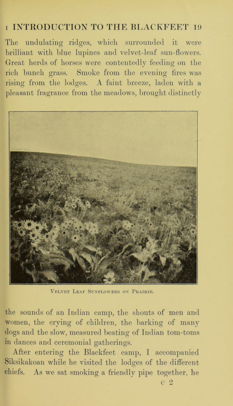 The undulating ridges, which surrounded it were brilliant with blue lupines and velvet-leaf sun-dowers. Great herds of horses were coutentedlv feeding on the rich bunch grass. Smoke from the evening fires was rising from the lodges. A faint breeze, laden with a pleasant fragrance from the meadows, brought distinctly Velvet Leaf Sunflowers on Prairie. the sounds of an Indian camp, the shouts of men and women, the crying of children, the barking of many dogs and the slow, measured beating of Indian tom-toms in dances and ceremonial gatherings. o o After entering the Blackfeet camp, 1 accompanied Siksikakoan while he visited the lodges of the different chiefs. As we sat smoking a friendly pipe together, he