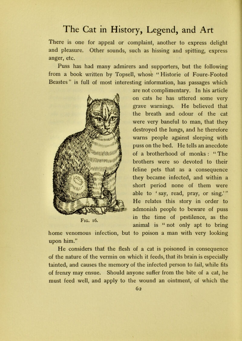 There is one for appeal or complaint, another to express delight and pleasure. Other sounds, such as hissing and spitting, express anger, etc. Puss has had many admirers and supporters, but the following from a book written by Topsell, whose “ Historie of Foure-Footed Beastes ” is full of most interesting information, has passages which are not complimentary. In his article on cats he has uttered some very grave warnings. He believed that the breath and odour of the cat were very baneful to man, that they destroyed the lungs, and he therefore warns people against sleeping with puss on the bed. He tells an anecdote of a brotherhood of monks : “ The brothers were so devoted to their feline pets that as a consequence they became infected, and within a short period none of them were able to ‘ say, read, pray, or sing.’ ” He relates this story in order to admonish people to beware of puss in the time of pestilence, as the animal is “ not only apt to bring home venomous infection, but to poison a man with very looking upon him.” He considers that the flesh of a cat is poisoned in consequence of the nature of the vermin on which it feeds, that its brain is especially tainted, and causes the memory of the infected person to fail, while fits of frenzy may ensue. Should anyone suffer from the bite of a cat, he must feed well, and apply to the wound an ointment, of which the