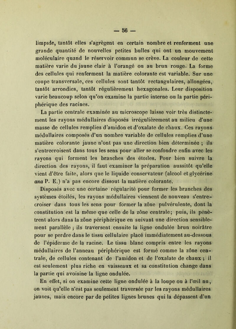 limpide, tantôt elles s'agrègent en certain nombre et renferment une grande quantité de nouvelles petites bulles qui ont un mouvement moléculaire quand le réservoir commun se crève. La couleur de cette matière varie du jaune clair à l’orangé ou au brun rouge. La forme des cellules qui renferment la matière colorante est variable. Sur une coupe transversale, ces cellules sont tantôt rectangulaires, allongées, tantôt arrondies, tantôt régulièrement hexagonales. Leur disposition varie beaucoup selon qu’on examine la partie interne ou la partie péri- phérique des racines. La partie centrale examinée au microscope laisse voir très distincte- ment les rayons médullaires disposés irrégulièrement au milieu d’une masse de cellules remplies d’amidon etd’oxalate de chaux. Ces rayons médullaires composés d’un nombre variable de cellules remplies d’une matière colorante jaune n’ont pas une direction bien déterminée ; ils s’entrecroisent dans tous les sens pour aller se confondre enfin avec les rayons qui forment les branches des étoiles. Pour bien suivre la direction des rayons, il faut examiner la préparation aussitôt qu’elle vient d’être faite, alors que le liquide conservateur (alcool et glycérine ma P. E.) n’a pas encore dissout la matière colorante. Disposés avec une certaine régularité pour former les branches des systèmes étoilés, les rayons médullaires viennent de nouveau s'entre- croiser dans tous les sens pour former la zône pulvérulente, dont la constitution est la même que celle de la zône centrale; puis, ils pénè- trent alors dans la zône périphérique en suivant une direction sensible- ment parallèle ; ils traversent ensuite la ligne ondulée brun noirâtre pour se perdre dans le tissu cellulaire placé immédiatement au-dessous de l’épiderme de la racine. Le tissu blanc compris entre les rayons médullaires de l’anneau périphérique est formé comme la zône cen- trale, de cellules contenant de l’amidon et de l’oxalate de chaux ; il est seulement plus riche en vaisseaux et sa constitution change dans la partie qui avoisine la ligne ondulée. En effet, si on examine cette ligne ondulée à la loupe ou à l’œil nu, on voit qu’elle n'est pas seulement traversée par les rayons médullaires jaunes, mais encore par de petites lignes brunes qui la dépassent d’un