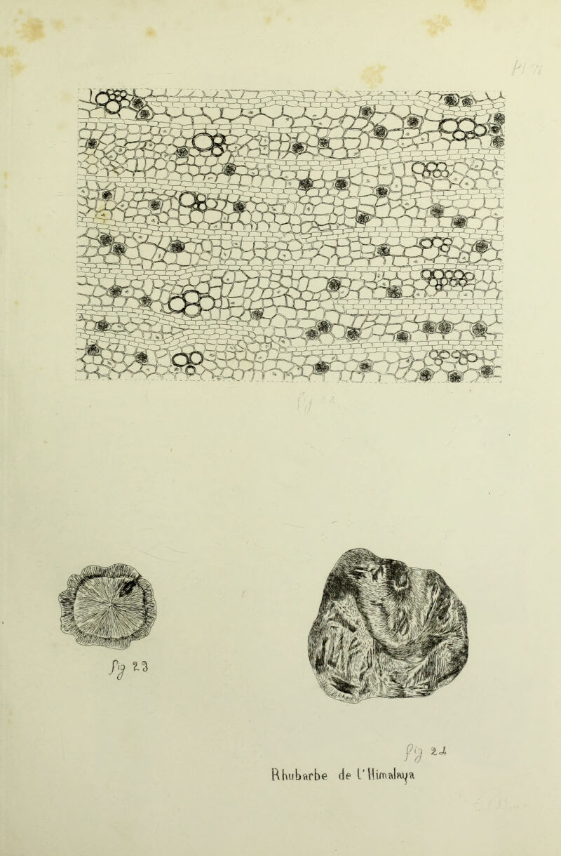 Rhubarbe de l'Himalaya