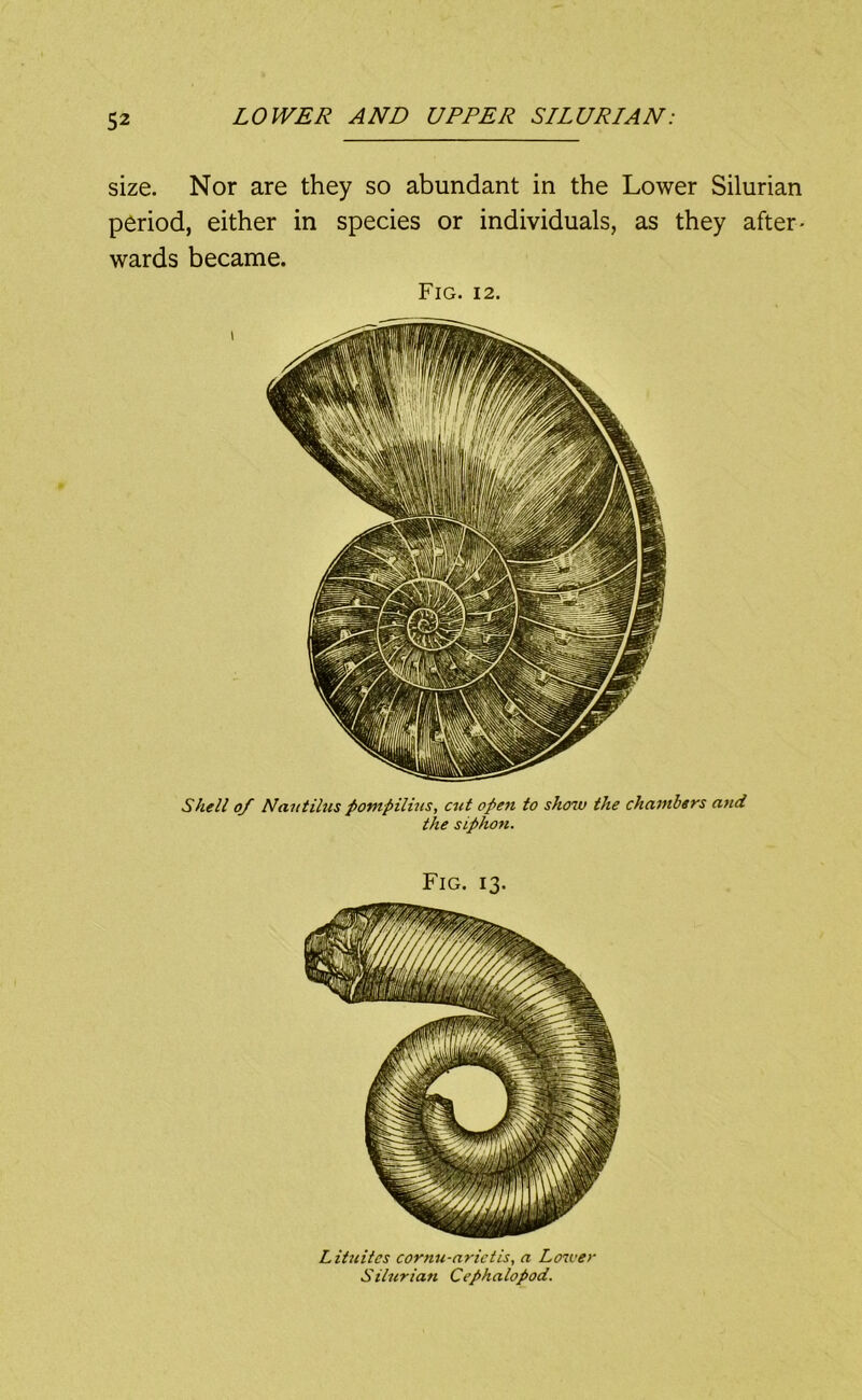 Litniies cornu-nrietis, a Lmver Silurian Cephalopod. Shell of Nautilus potnpilius, cut operi to shoT.v the chambers and the siphon. Fig. 13. size. Nor are they so abundant in the Lower Silurian period, either in species or individuals, as they after- wards became. Fig. 12.