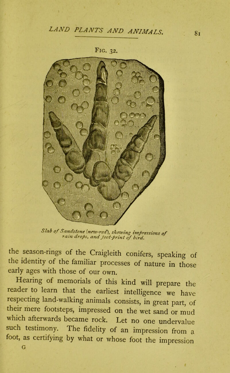 8i Fig. 32. S/ai of Sandstone [new-red), showing imf>ressions of rain drops, and Joot-print 0/ bird. the season-rings of the Craigleith conifers, speaking of the identity of the familiar processes of nature in those early ages with those of our own. Hearing of memorials of this kind will prepare the reader to learn that the earliest intelligence we have respecting land-walking animals consists, in great part, of their mere footsteps, impressed on the wet sand or mud which afterwards became rock. Let no one undervalue such testimony. The fidelity of an impression from a foot, as certifying by what or whose foot the impression G