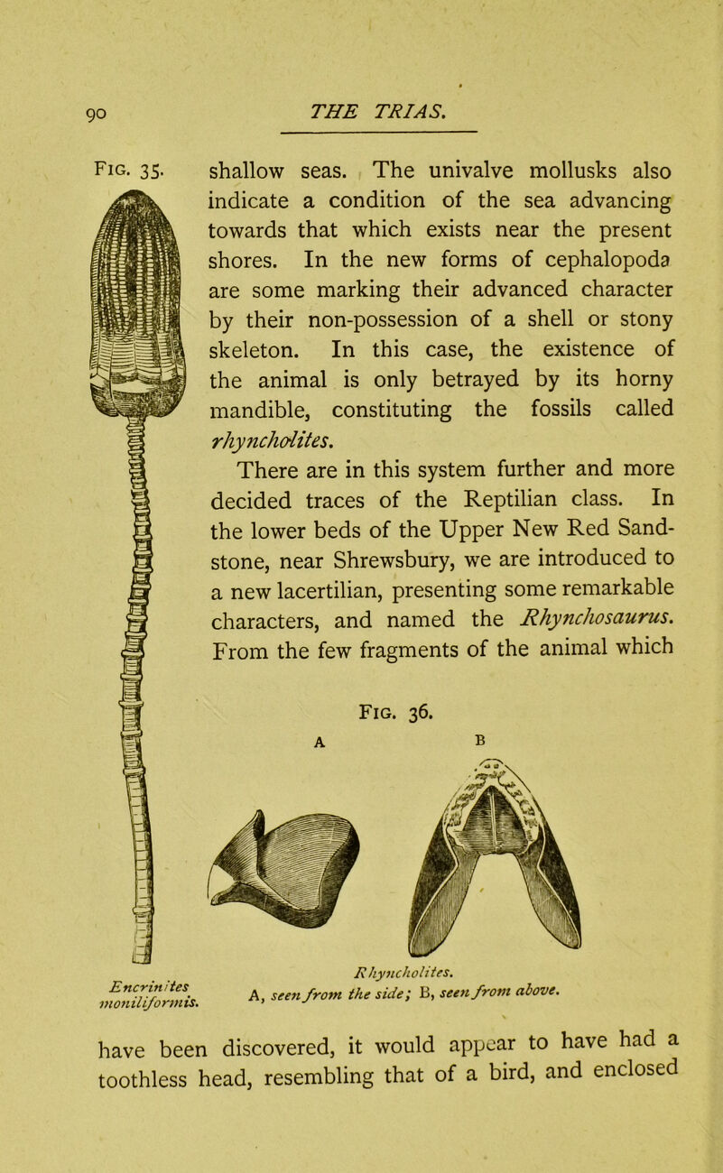Fig. 35. Encrinites ni07iiliforjnis. shallow seas. The univalve mollusks also indicate a condition of the sea advancing towards that which exists near the present shores. In the new forms of cephalopoda are some marking their advanced character by their non-possession of a shell or stony skeleton. In this case, the existence of the animal is only betrayed by its horny mandible, constituting the fossils called rhynchoUtes. There are in this system further and more decided traces of the Reptilian class. In the lower beds of the Upper New Red Sand- stone, near Shrewsbury, we are introduced to a new lacertilian, presenting some remarkable characters, and named the Rhynchosaurus. From the few fragments of the animal which Fig. 36. A B RhynchoUtes. A, seen front the side; B, seen front above. have been discovered, it would appear to have had a toothless head, resembling that of a bird, and enclosed