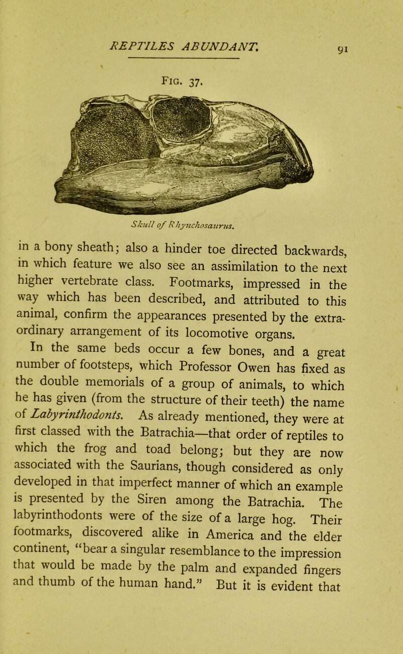 91 Fig. 37. Skttll 0/ Rhynchosaurus. in a bony sheath j also a hinder toe directed backwards, in which feature we also see an assimilation to the next higher vertebrate class. Footmarks, impressed in the way which has been described, and attributed to this animal, confirm the appearances presented by the extra- ordinary arrangement of its locomotive organs. In the same beds occur a few bones, and a great number of footsteps, which Professor Owen has fixed as the double memorials of a group of animals, to which he has given (from the structure of their teeth) the name of LttbyTinihodonts. As already mentioned, they were at first classed with the Batrachia—that order of reptiles to which the frog and toad belong; but they are now associated with the Saurians, though considered as only developed in that imperfect manner of which an example is presented by the Siren among the Batrachia. The labyrinthodonts were of the size of a large hog. Their footmarks, discovered alike in America and the elder continent, bear a singular resemblance to the impression that would be made by the palm and expanded fingers and thumb of the human hand.” But it is evident that