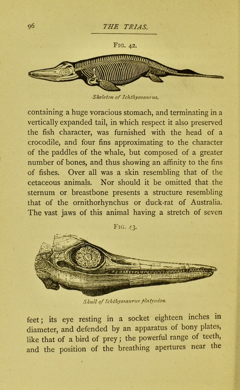 Fig. 42. Skeleton of Ichthyosaums, containing a huge voracious stomach, and terminating in a vertically expanded tail, in which respect it also preserved the fish character, was furnished with the head of a crocodile, and four fins approximating to the character of the paddles of the whale, but composed of a greater number of bones, and thus showing an affinity to the fins of fishes. Over all was a skin resembling that of the cetaceous animals. Nor should it be omitted that the sternum or breastbone presents a structure resembling that of the ornithorhynchus or duck-rat of Australia. The vast jaws of this animal having a stretch of seven Fig. <3. Skull of Ichthyoanuru!! plntyodon. feet; its eye resting in a socket eighteen inches in diameter, and defended by an apparatus of bony plates, like that of a bird of prey; the powerful range of teeth, and the position of the breathing apertures near the