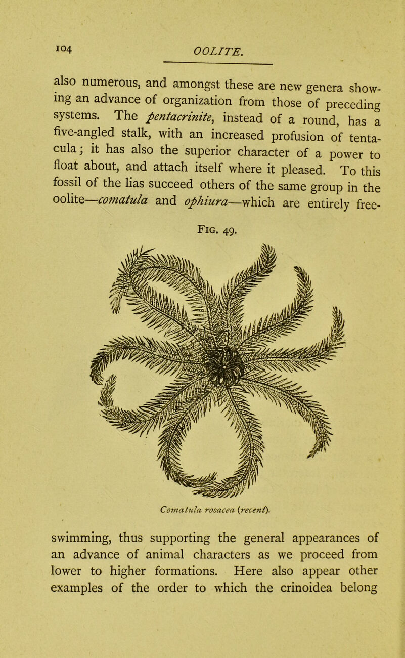 also numerous, and amongst these are new genera show- ing an advance of organization from those of preceding systems. The pentacrinite, instead of a round, has a five-angled stalk, with an increased profusion of tenta- cula; it has also the superior character of a power to float about, and attach itself where it pleased. To this fossil of the lias succeed others of the same group in the oolite—comatula and ophiura—which are entirely free- Fig. 49. swimming, thus supporting the general appearances of an advance of animal characters as we proceed from lower to higher formations. Here also appear other examples of the order to which the crinoidea belong