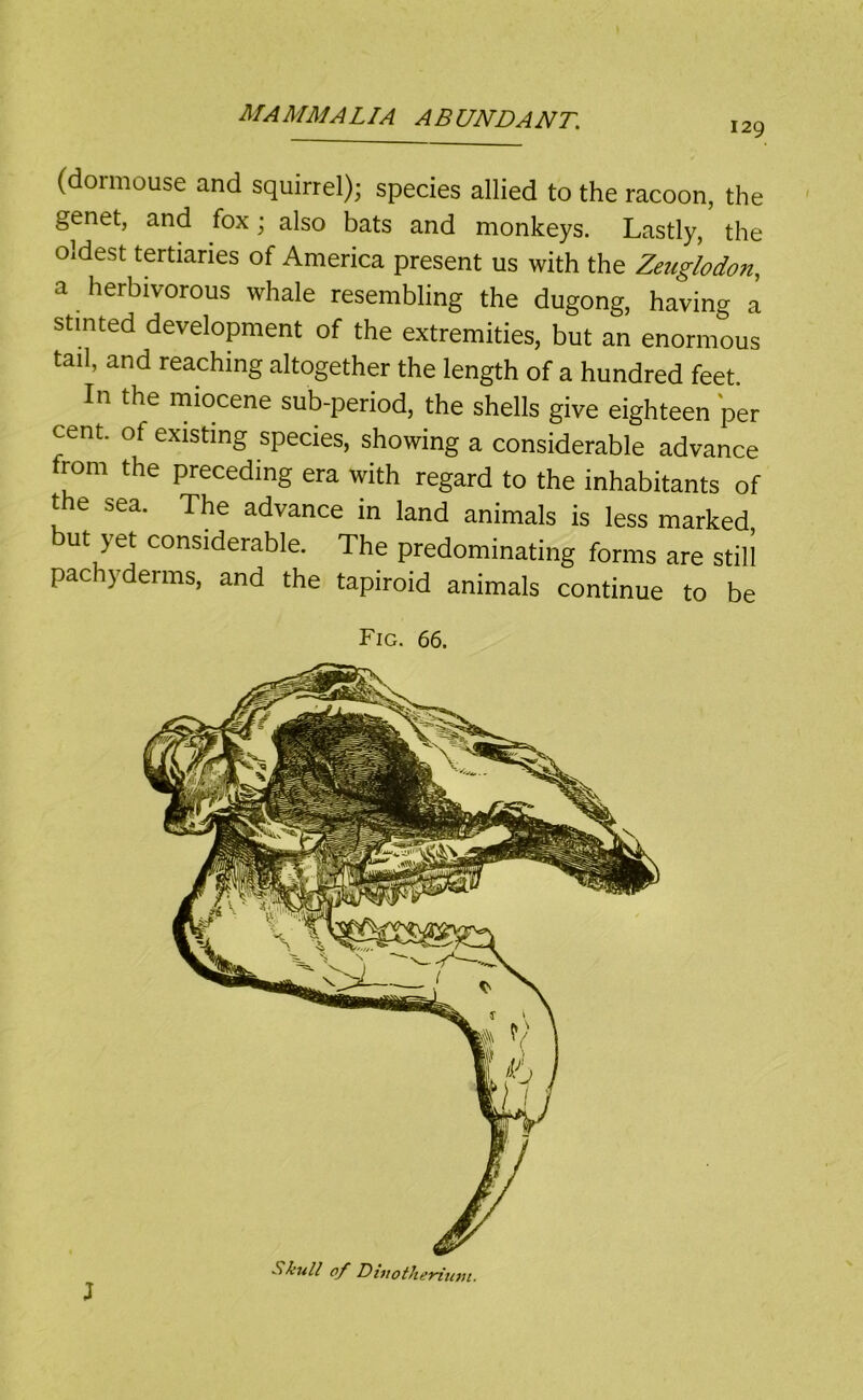 129 (dormouse and squirrel); species allied to the racoon, the genet, and fox; also bats and monkeys. Lastly, the oldest tertiaries of America present us with the Zeuglodon, a herbivorous whale resembling the dugong, having a stinted development of the extremities, but an enormous tail, and reaching altogether the length of a hundred feet. In the miocene sub-period, the shells give eighteen per cent, of existing species, showing a considerable advance from the preceding era with regard to the inhabitants of the sea. The advance in land animals is less marked but yet considerable. The predominating forms are still pachyderms, and the tapiroid animals continue to be Fig. 66. Skull 0/ Divoiherittm. J