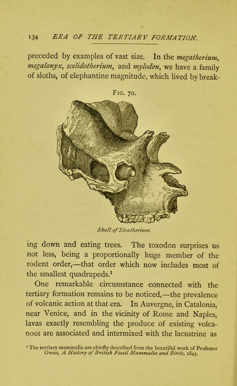 preceded by examples of vast size. In the megatherium, megalonyx, scelidotherium, and mylodon, we have a family of sloths, of elephantine magnitude, which lived by break- Fig. 70. Sk^ill of Sivatherinm. ing down and eating trees. The toxodon surprises us not less, being a proportionally huge member of the rodent order,—that order which now includes most of the smallest quadrupeds.^ One remarkable circumstance connected with the tertiary formation remains to be noticed,—the prevalence of volcanic action at that era. In Auvergne, in Catalonia, near Venice, and in the vicinity of Rome and Naples, lavas exactly resembling the produce of existing volca- noes are associated and intermixed with the lacustrine as The tertiary mammalia are chiefly described from the beautiful work of Professor Owen, A History oj British Fossil Mammalia and Birds, 1845.