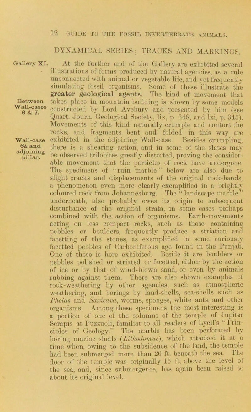 Gallery XT. Between Wall-eases 6 & 7. Wall-case 6a and adjoining pillar. 12 GUIDE TO THE FOSSIL INVERTEBRATE ANIMALS. DYNAMICAL SERIES; TRACKS AND MARKINCS. At tlie further end of tlie (Tallery are e.xhibitetl several illustrations of forms produced by natural agencies, as a rule unconnected with animal or ve<fetable life, and yet frequently simulating fossil organisms. Some of these illustrate the greater geological agents. The kind of movement that takes place in mountain building is shown by some models constructed by Lord Avebury and presented by him (see Quart. Journ. Geological Society, li.\, p .348, and Ixi, p. 345). Movements of this kind naturally crumple and contort the rocks, and fragments bent and folded in this way are exhibited in the adjoining Wall-case. Besides crumpling, there is a shearing action, and in some of the slates may be observed tiilobites greatly distorted, proving the considei- able movement that the particles of rock have undergone The specimens of “ruin marble” below are also due to slight cracks and displacements of the original rock-bands, a phenomenon even more clearly exemplified in a brightly coloured rock from Johannesburg. The “landscape marble” underneath, also proliably owes its origin to subsequent disturbance of the original strata, in some cases perhaps combined with the action of organisms. Earth-movements acting on less compact rocks, such as those containing pebbles or boulders, frequently produce a striation and facetting of the stones, as exemplified in some curiously facetted pebbles f)f Ciirboniferous age foimd in the Punjab. One of these is here exhibited. Beside it are boulders or pebbles polished or striated or facetted, either by the action of ice or by that of wind-blown sand, or even by animals rubbing against them. There are also shown examples of rock-weathering by other agencies, such as atmospheric weathering, and borings by laud-shells, sea-shells such as Fholas ami SaAcava, worms, sponges, white ants, and other organisms. Among these specimens the most interesting is a portion of one of the columns of the temple of Jupiter Serapis at Puzzuoli, familiar to all readers of Lyell’s “ Prin- ciples of Geology.” The marble has been perforated by boring marine .shells (Lithodomns), which attacked it at a time when, owing to the subsidence of the land, the temple had been submerged more than 20 ft. beneath the sea. The floor of the temple was originally 15 ft. above the level ot the sea, and, since submergence, has again been raised to about its original level.