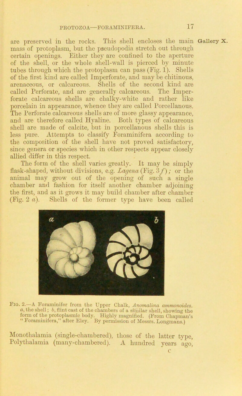 are preserved in the rocks. This shell encloses the main Gallery X. mass of protoplasm, bnt the pseudopodia stretch out through certain openings. Either they are confined to the aperture of the shell, or the whole shell-wall is pierced by minute tubes through which the protoplasm cau pass (Fig. 1). Shells of the first kind are called Imperforate, and maybe chitinous, arenaceous, or calcareous. Shells of the second kind are called Perforate, and are generally calcareous. The Imper- forate calcareous shells are chalky-white and rather like porcelain in appearance, whence they are called Porcellanous. The Perforate calcareous shells are of more glassy'' appearance, and are therefore called Hyaline. Both types of calcareous shell are made of calcite, but in porcellanous shells this is less pure. Attempts to classity Foraminifera according to the composition of the shell have not proved satisfactory, since genera or species which in other respects appear closely’’ allied differ in this respect. The form of the shell varies greatly'. It may be simply flask-shaped, without divisions, e.g. Lagena (Fig. 3/) ; or the animal may grow out of the opening of such a single chamber and fashion for itself another chamber adjoining the first, and as it grows it may' build chamber after chamber (Fig. 2 a). Shells of the former type have been called Fig. 2.—A Foraminifer from the Upper Chalk, Anomalina atnmonoides. a, the shell; b, flint cast of the chambers of a similar shell, showing the form of the protoplasmic body. Highly magnified. (From Chapman’s “ Foraminifera,” after Eley. By permission of Messrs. Longmans.) IMonothalamia (single-chambered), those of the latter type, Polythalamia (many-chambered). A hundred years ago, c