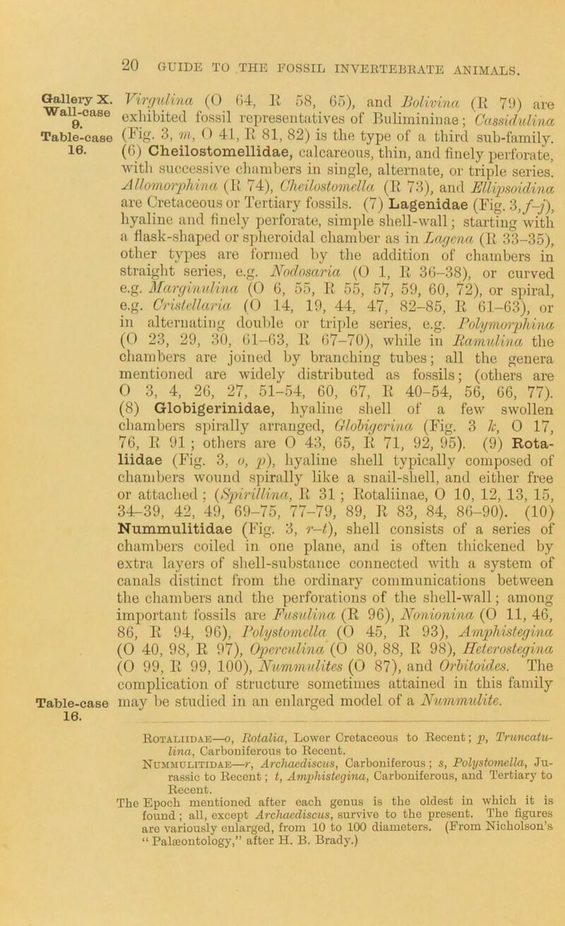 Gallery X. Wall-case 9. Table-ease 16. Table-case 16. 20 GUIDE TO THE FOSSIL INVERTEBRATE ANIMALS. Virtjnlina (O 04, 58, 05), and Bolivina (K 7U) are exhibited fossil representatives of Biiliinininae; Cnssidulina (lig. 3, () 41, Ti 81, 82) is the type of cT third sub-family. (0) Cheilostomellidae, calcareous, thin, and finely perforate, witli successive chambers in single, alternate, or triple series. ytllovio')'2'>hi')i(t (K /4), Oheilostomella (B 73), and B/H2)soidincc are Cretaceous or Tertiary fossils. (7) Lagenidae (Fig. 2>,f-j), hyaline and finely perforate, simple shell-wall; .starting with a flask-shaped or spheroidal chamber as in Lagcna (E 33-35), other types are formed by the addition of chambers in straight series, e.g. Nodosaria (O 1, E 36-38), or curved e.g. Margmulina (O 0, 55, E 55, 57, 59, 60, 72), or spiral, e.g. Cridellaria (O 14, 19, 44, 47, 82-85, E 61-63), or in alternating double or triple series, e.g. Folymorphina (0 23, 29, 30, 01-63, E (57-70), while in Bamuliva the chambers are joined by branching tubes; all the genera mentioned are widely distributed as fossils; (others are 0 3, 4, 26, 27, 51-54, 60, 67, E 40-54, 56, 66, 77). (8) Globigerinidae, hyaline shell of a few swollen chambers spirally arranged, Glohigcrina (Fig. 3 h, 0 17, 76, E 91 ; others are 0 43, 65, E 71, 92, 95). (9) Rota- liidae (Fig. 3, o, 2>), hyaline shell typically composed of chambers wound spirally like a snail-shell, and either free or attached; (Spiri/lina, E 31 ; Eotaliinae, 0 10, 12, 13, 15, 34-39, 42, 49, 69-75, 77-79, 89, E 83, 84, 86-90). (10) Nummulitidae (Fig. 3, r-t), shell consists of a series of chambers coiled in one plane, ami is often tliickened by extra layers of shell-substance connected with a system of canals distinct from the ordinary communications between the chambers and the perforations of the shell-wall; among important fossils are Fusidina (R 96), Nonionina (0 11, 46, 86, E 94, 96), rolystomeUa (0 45, E 93), AmpMstegina (0 40, 98, E 97), Operculina (0 80, 88, R 98), Hctcrostegina (O 99, E 99, 100), Nummnlites (0 87), and Orbitoides. The complication of structure sometimes attained in this family may be studied in an enlarged model of a Nummulite. Rotaliidae—o, Rotalia, Lower Cretaceous to Recent; j), Truncatu- lina, Carboniferous to Recent. Nummulitidae—r, Archaediscus, Carboniferous; s, Pohjstoviclla, Ju- rassic to Recent; t, Amphistegiiia, Carboniferous, and Tertiary to Recent. The Epoch mentioned after each genus is the oldest in which it is found; all, except Archaediscus, survive to the present. The figures are variously enlarged, from 10 to 1(X) diameters. (From Nicholson’s “ Palaiontology,” after H. B. Brady.)