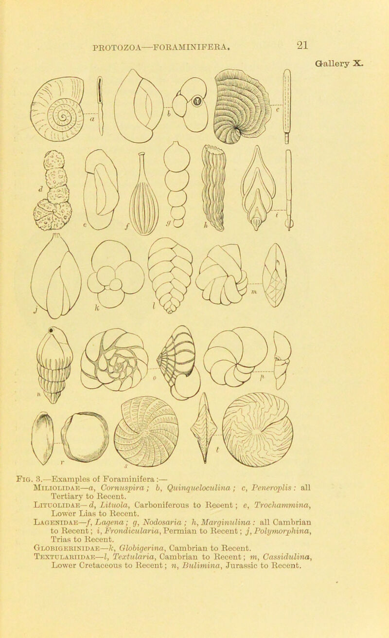 Gallery X. Fig. 3.—Examples of Foraminifera;— Miliolidae—a, Corniispira; b, Quinqiteloculina ; c, Pcneroplis : all Tertiary to Recent. Litcolidae—d, Litiiola, Carboniferous to Recent; c, Troclumimina, Lower Lias to Recent. Lagenidae—f, Lagena; g, Nodosai-ia ; h, Marginulma; all Cambrian to Recent; i, Frondicularia, Permian to Recent; j, Poly^norphina, Trias to Recent. Globigerinidae—k, Globigerina, Cambrian to Recent. Textulauiidae—I, Textularia, Cambrian to Recent; m, Cassidiihna, Lower Cretaceous to Recent; «, Bulimina, Jurassic to Recent.